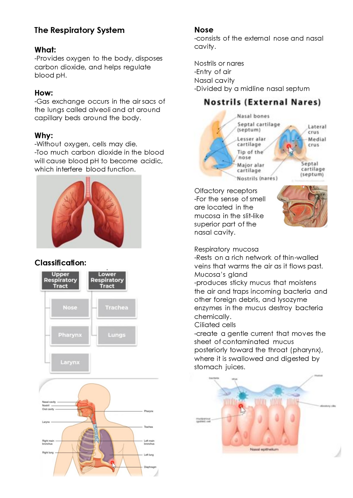 The-Respiratory-System Reviewer and Notes for Freshies - The ...