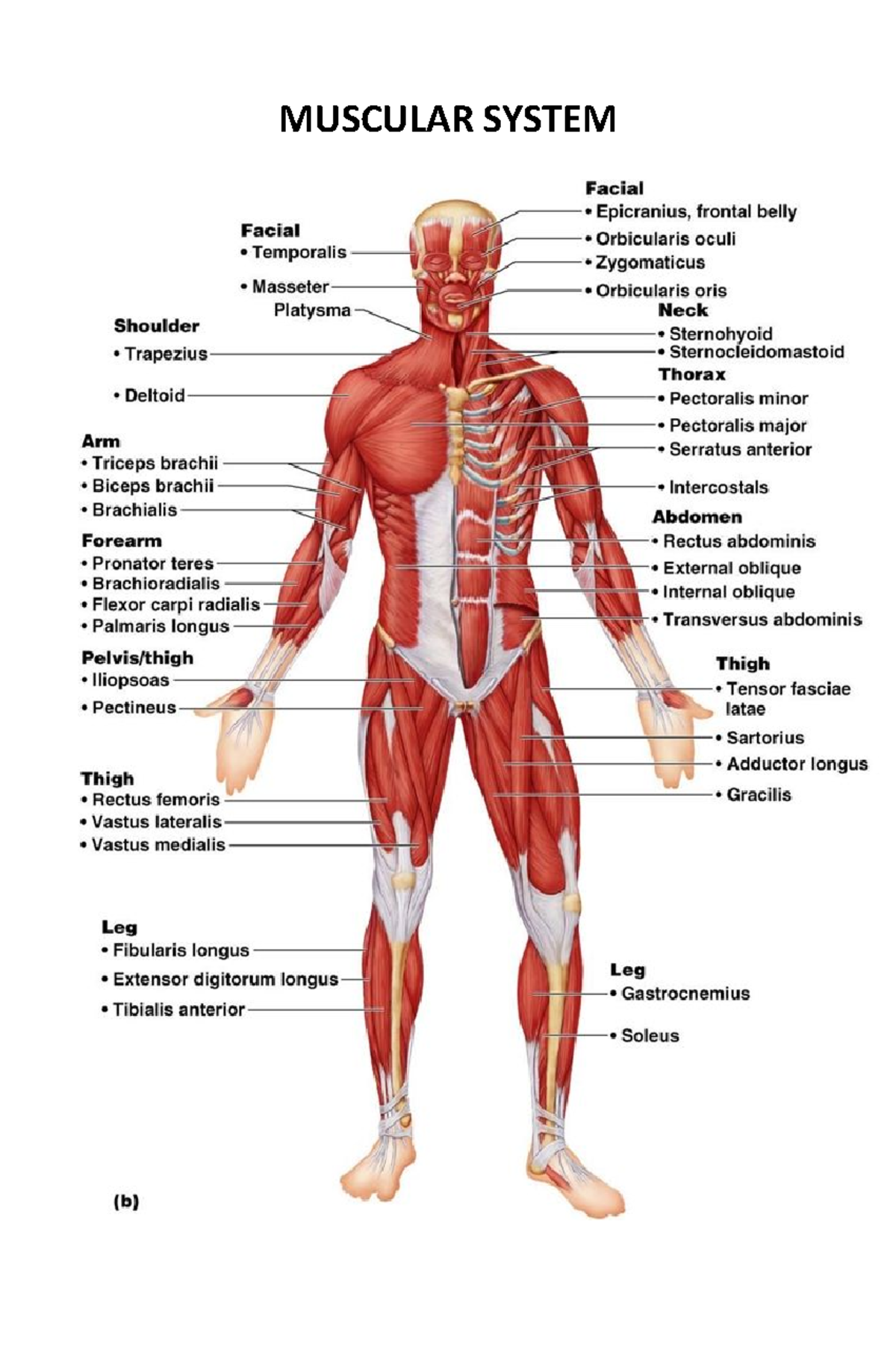 Muscular Skeletal Nervous System w labels - Biological Science ...