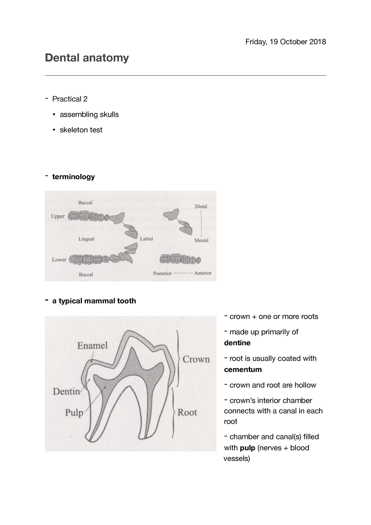 Lecture 4 Dental Anatomy - Dental Anatomy - Practical 2 • Assembling ...