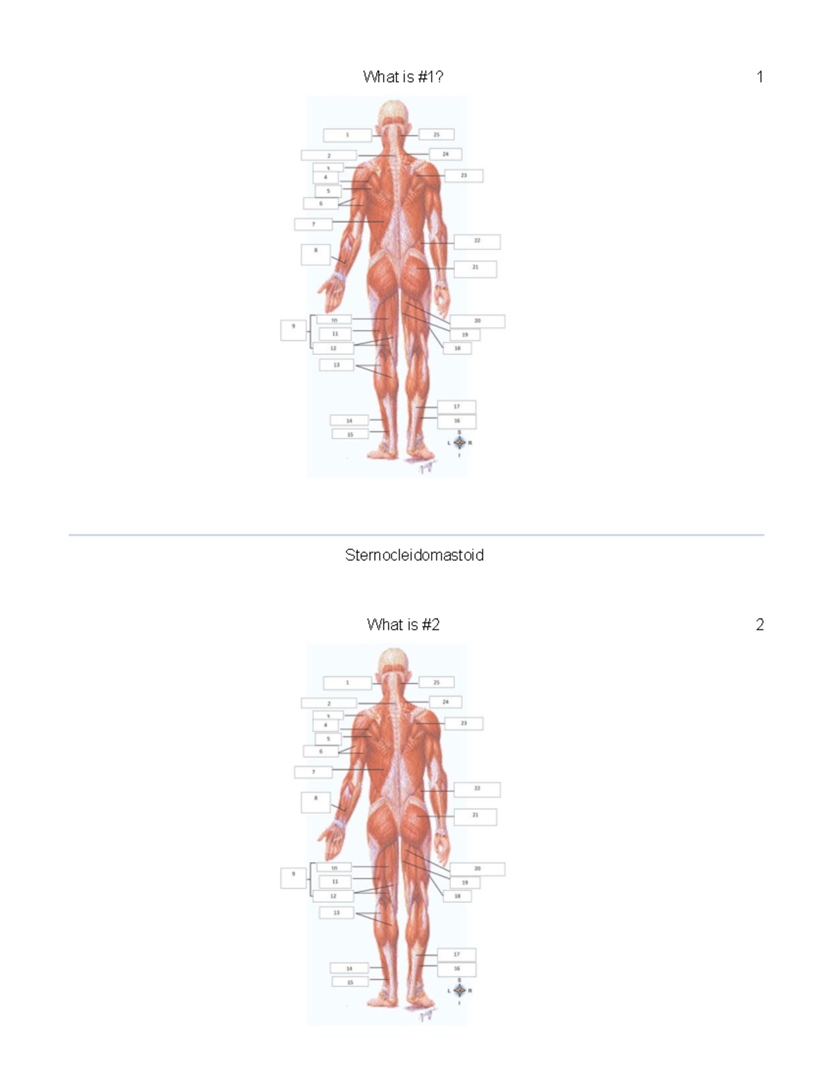 A&P 1 Final Exam Quizlet - hhx5peh