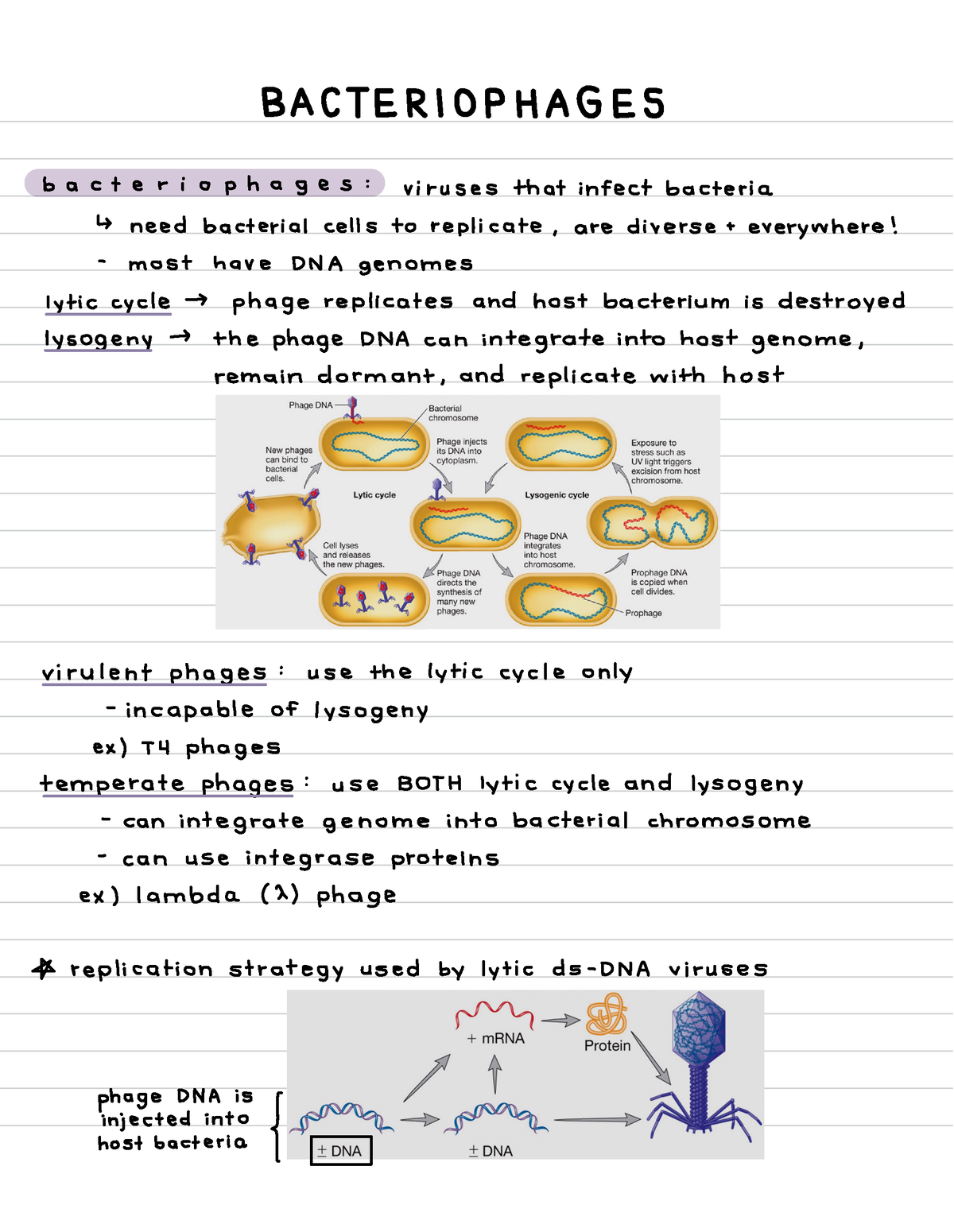 Bacteriophages - BACTERIOPHAGES ####### Bacteriophages : Viruses That ...