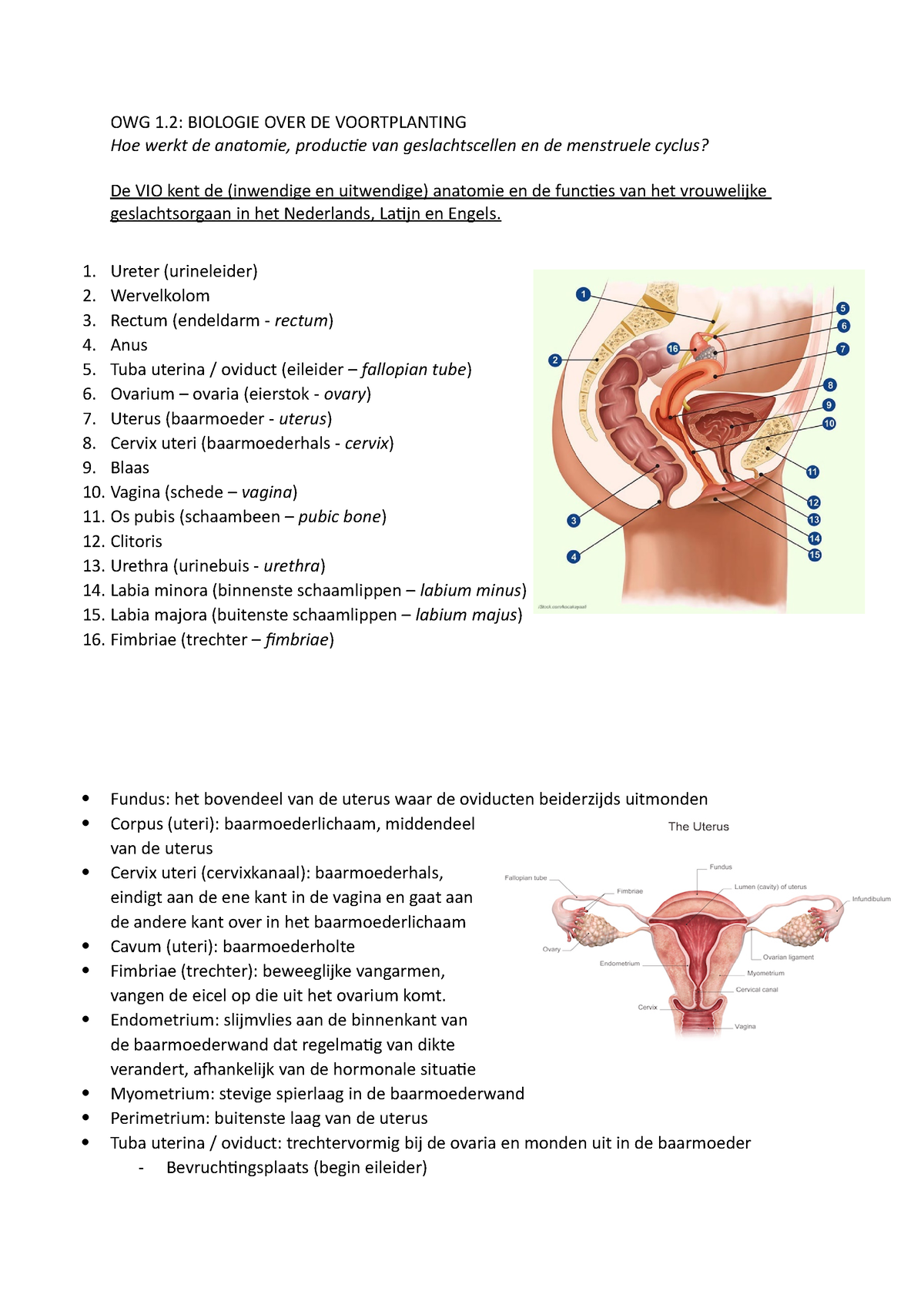 OWG1.2 biologie voortplanting - OWG 1 BIOLOGIE OVER DE VOORTPLANTING Hoe werkt de anatomie, foto afbeelding afbeelding