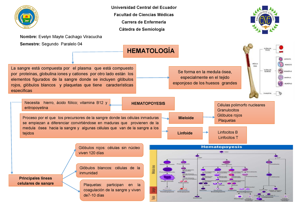 Resumen , conceptos de Hematología - Universidad Central del Ecuador  Facultad de Ciencias Médicas - Studocu