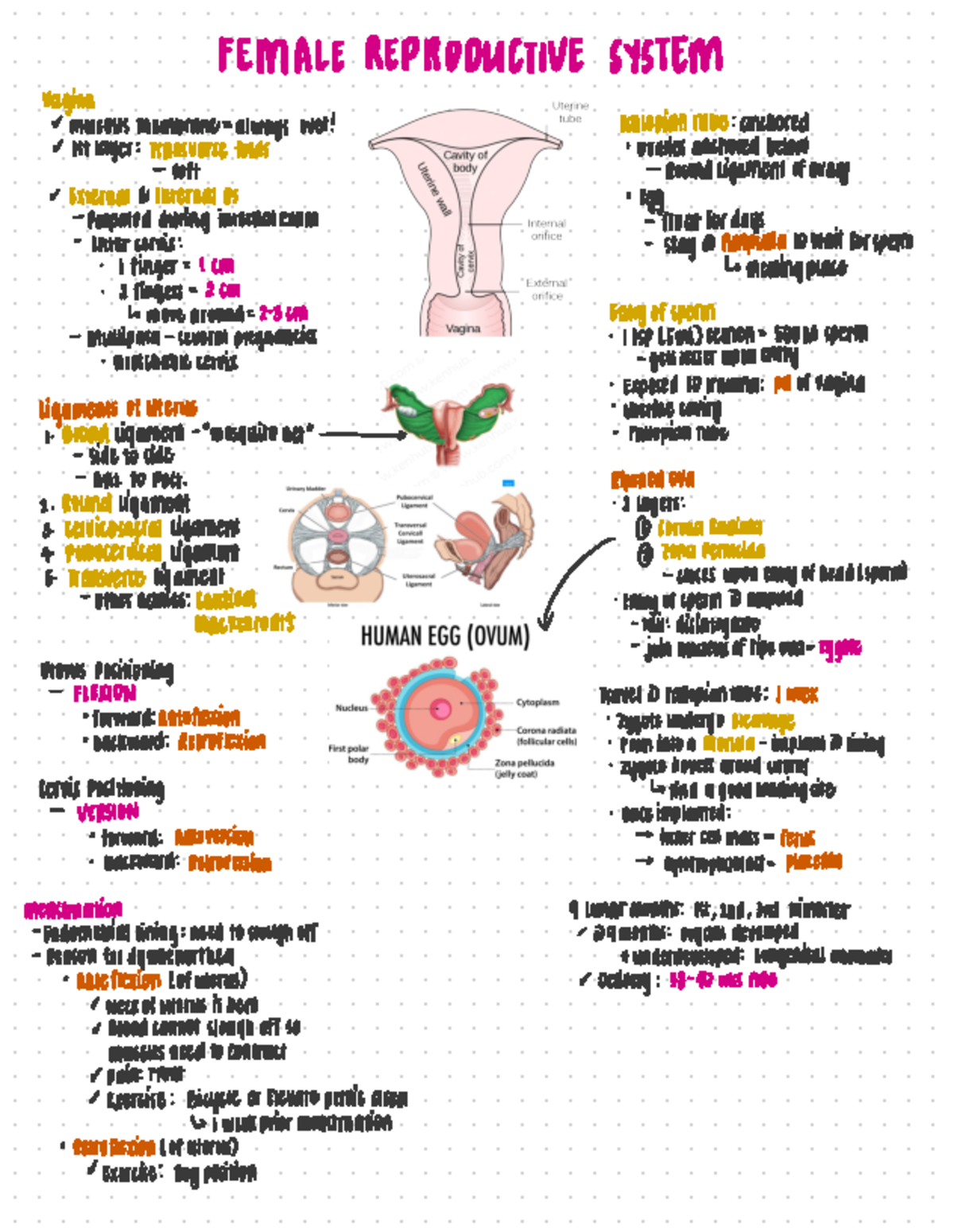 Ana-Lab -Female-Reproductive - Anatomy - Studocu