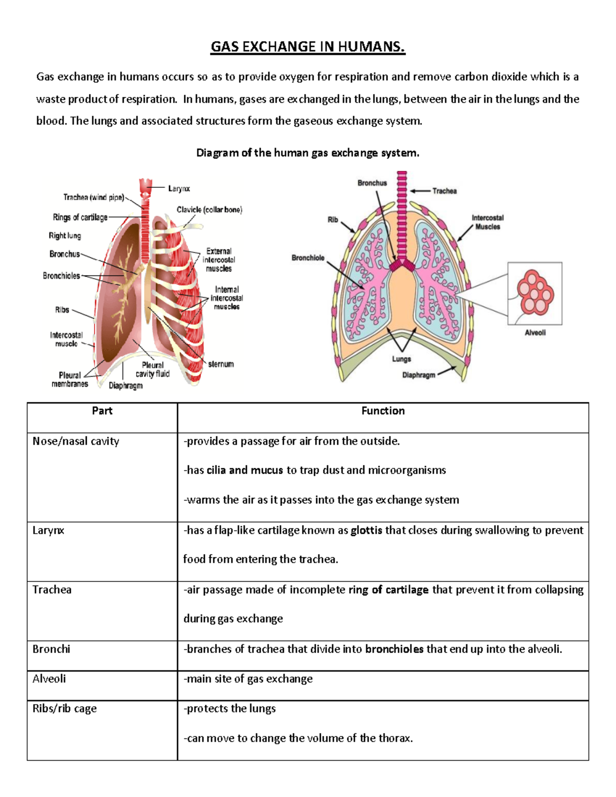 GAS Exchange IN Humans 1 - GAS EXCHANGE IN HUMANS. Gas Exchange In ...