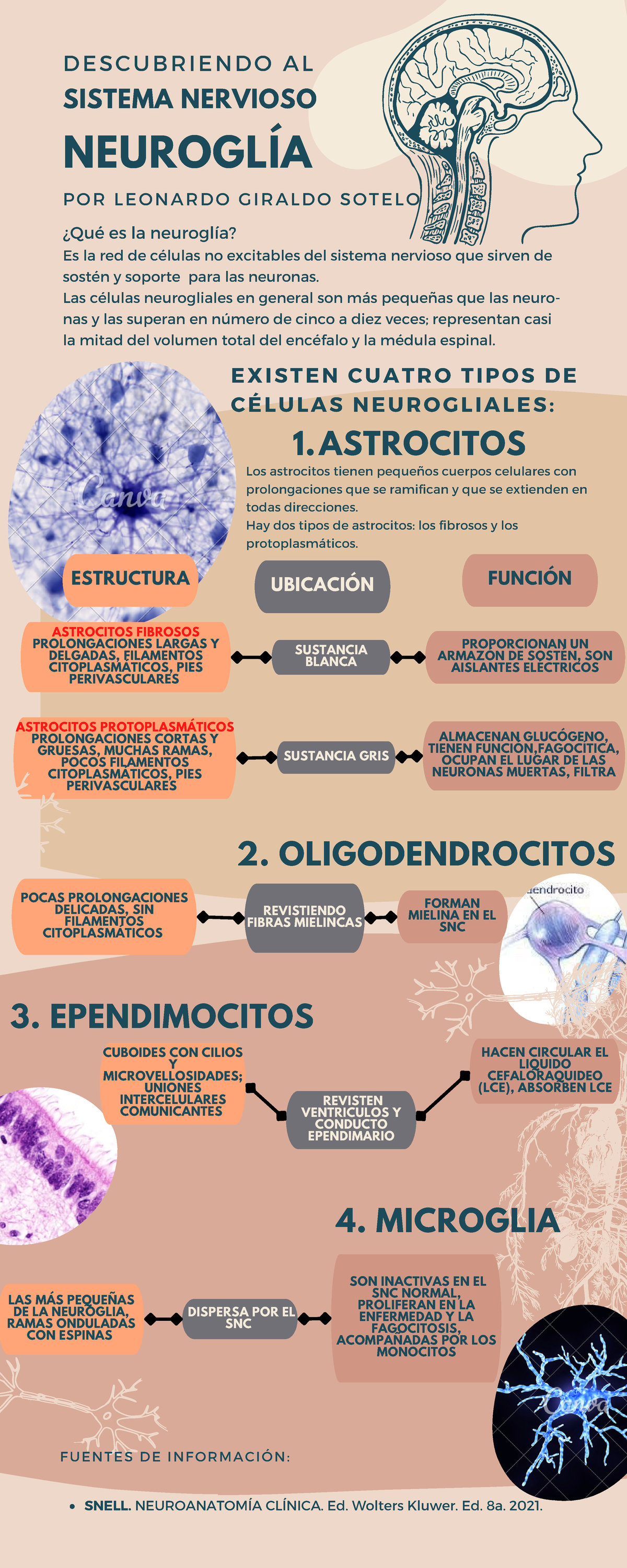 tipos de neuroglia