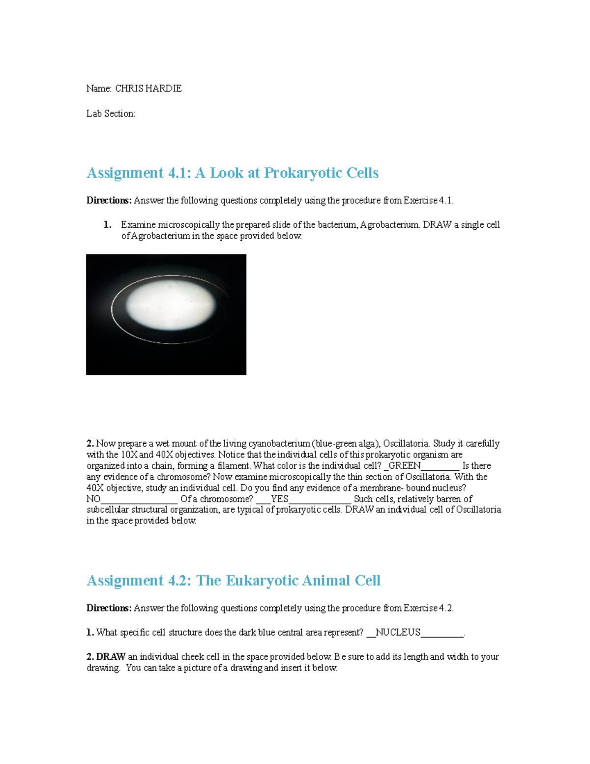 Lab 4 Answer Doc 3 LAB RESULTS Name CHRIS HARDIE Lab Section