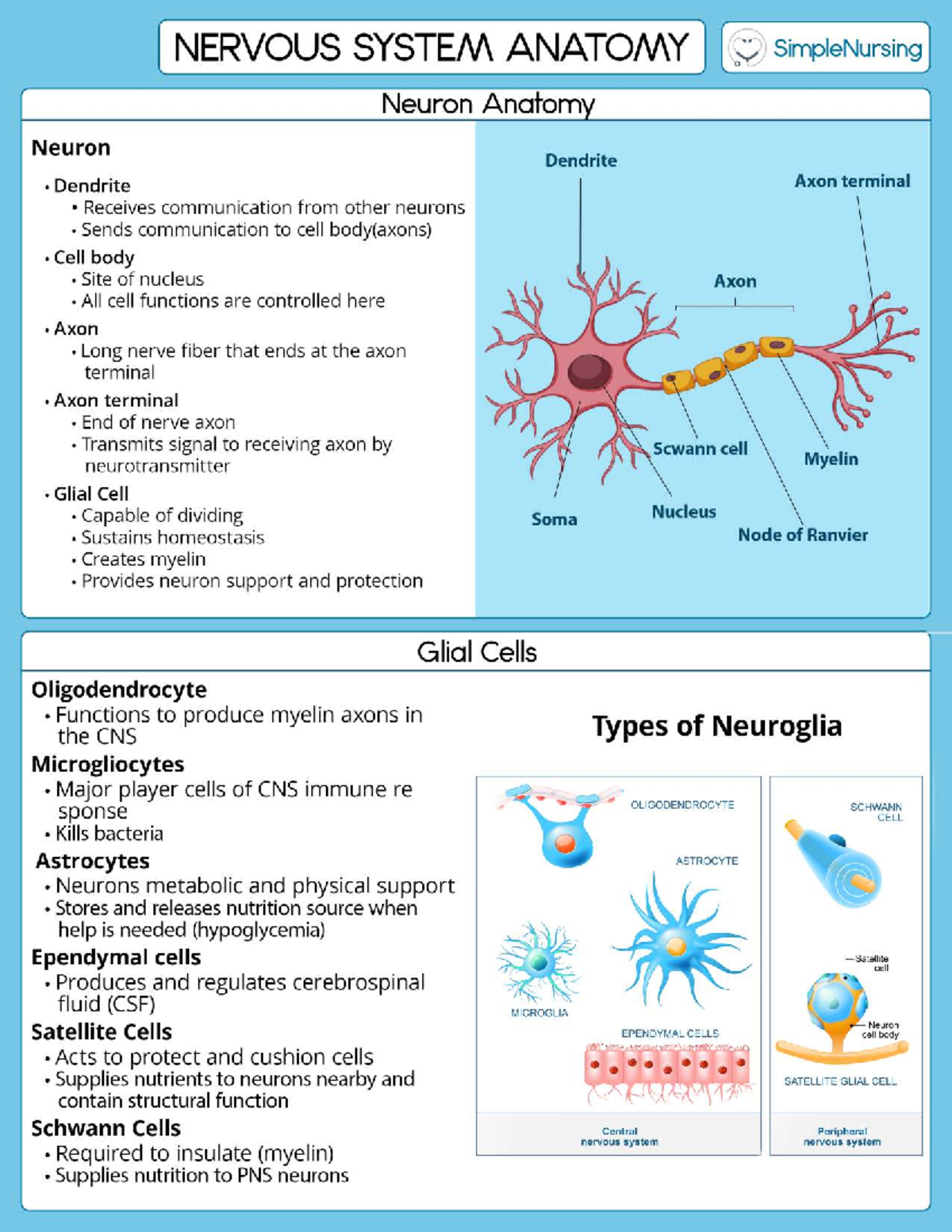 6. Nervous system 2 - notes - NUR 3125 - Studocu