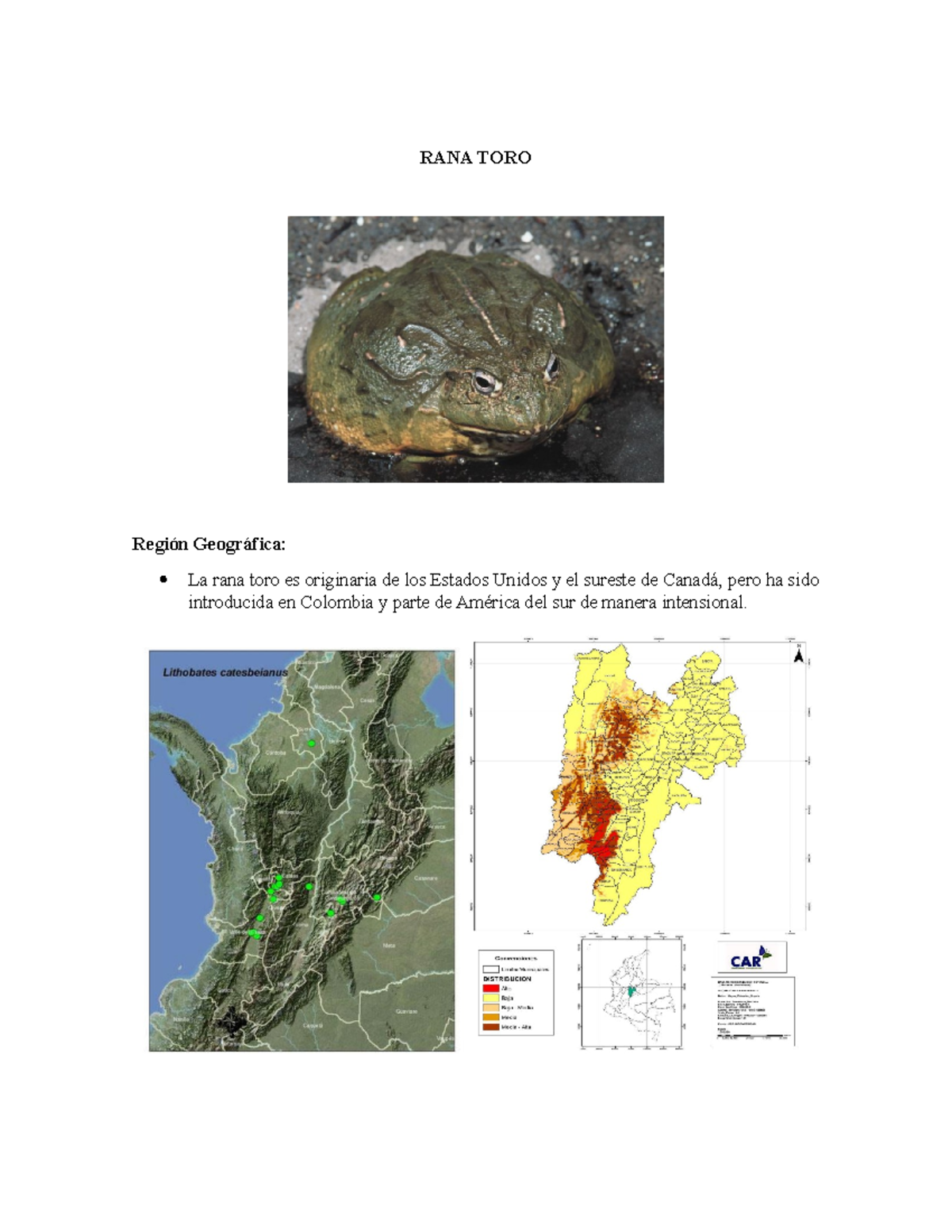 Flora Y Fauna EN Peligro - RANA TORO Región Geográfica: La rana toro es ...