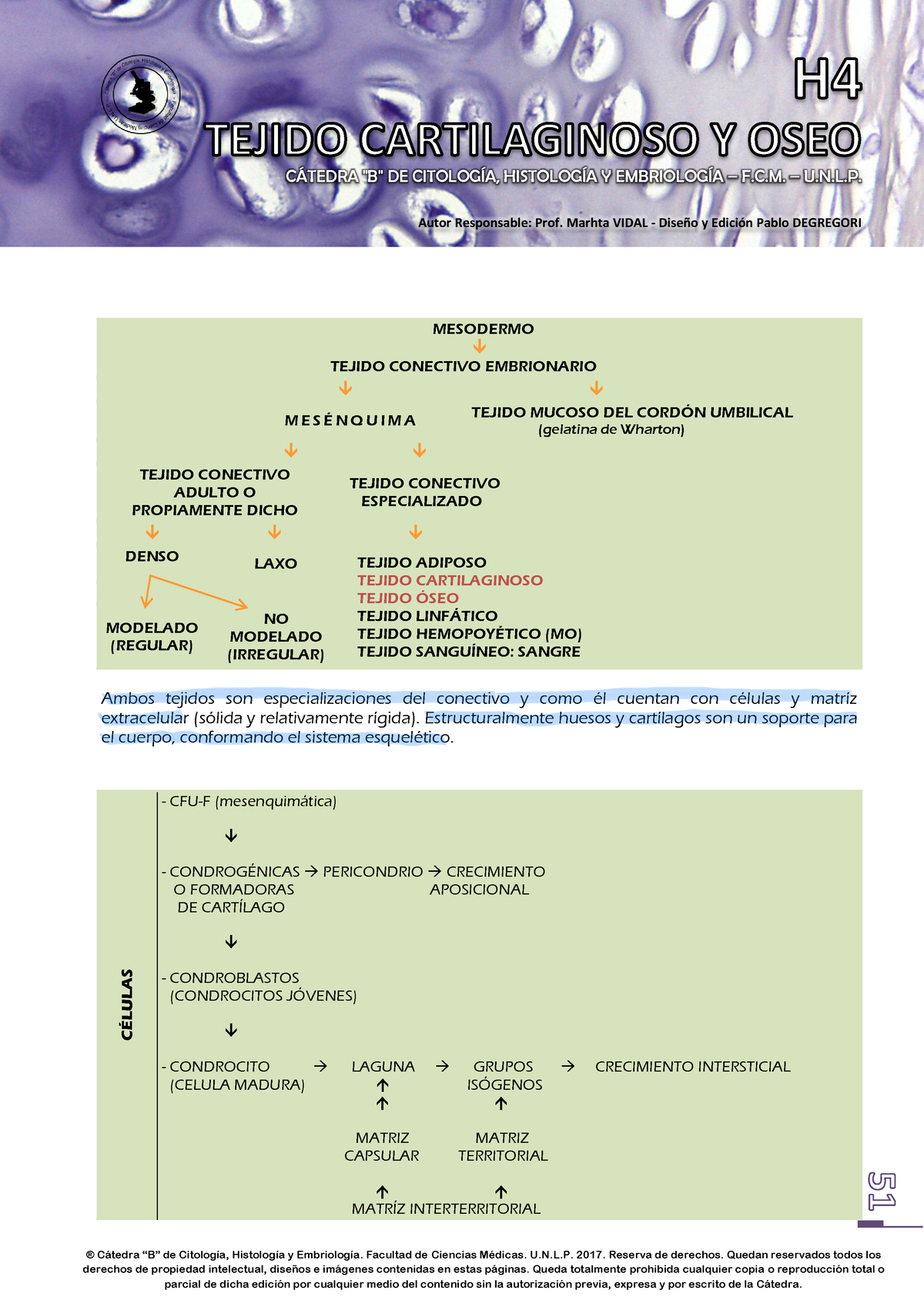 H4 - Tejido Cartilaginoso Y OSEO 2017 WEB 51-64 - ####### C¡TEDRA "B ...