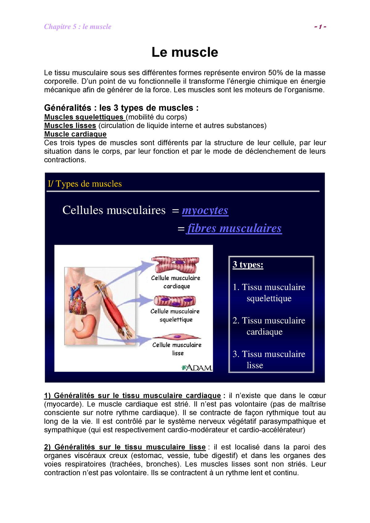 Physiologie Musculaire Staps