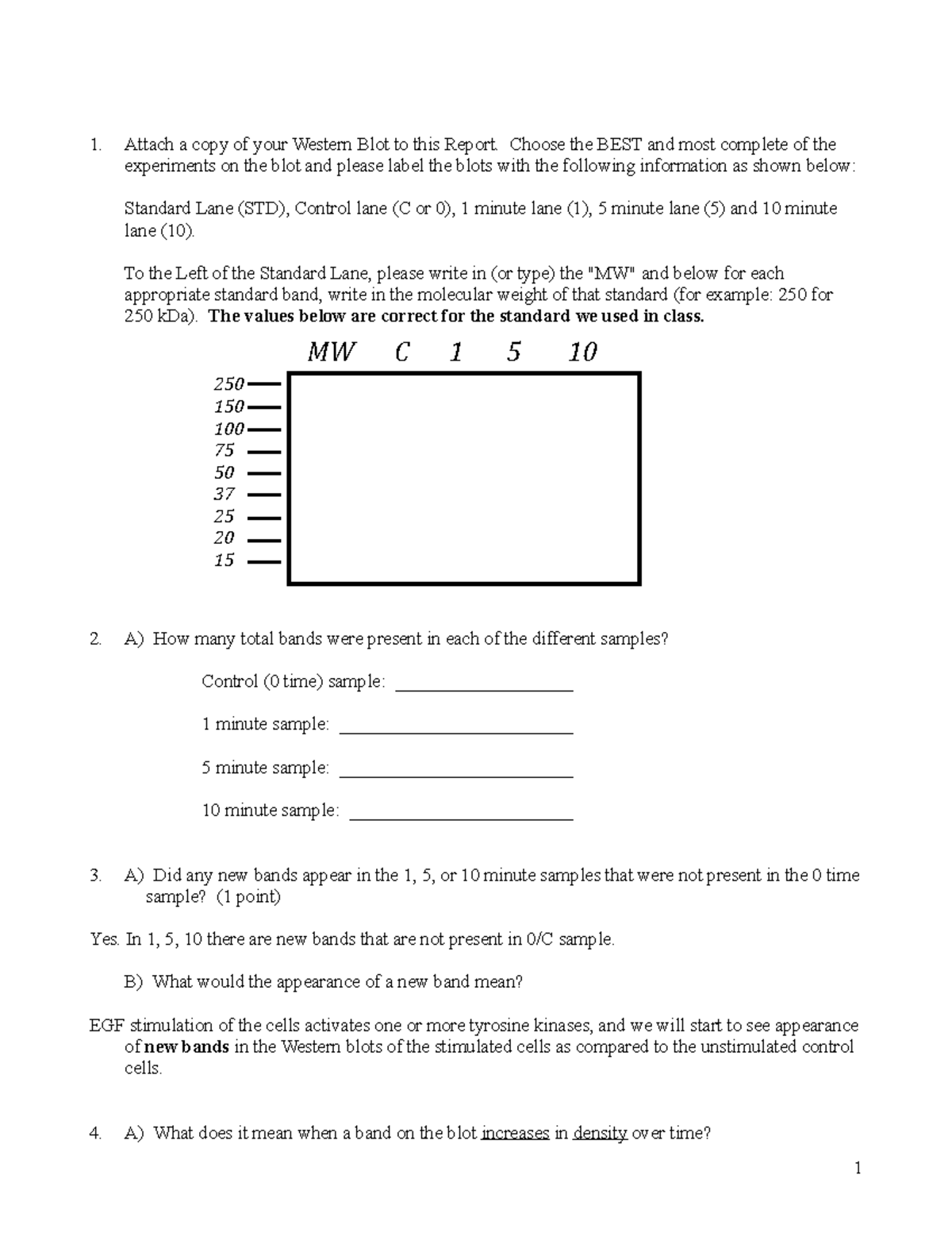 Western blot questions Attach a copy of your Western Blot to this