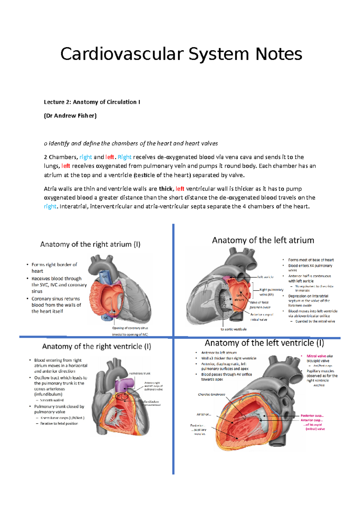 cardiovascular-system-notes-cardiovascular-system-notes-lecture-2