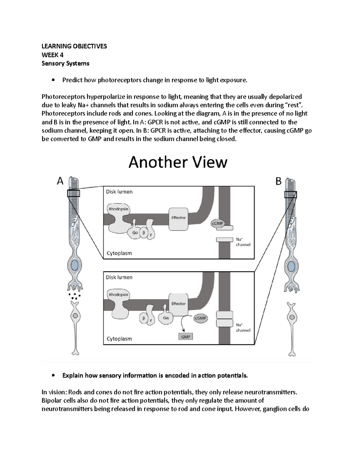 LS7C Midterm 2 Study Guide - LEARNING OBJECTIVES WEEK 4 Sensory Systems ...