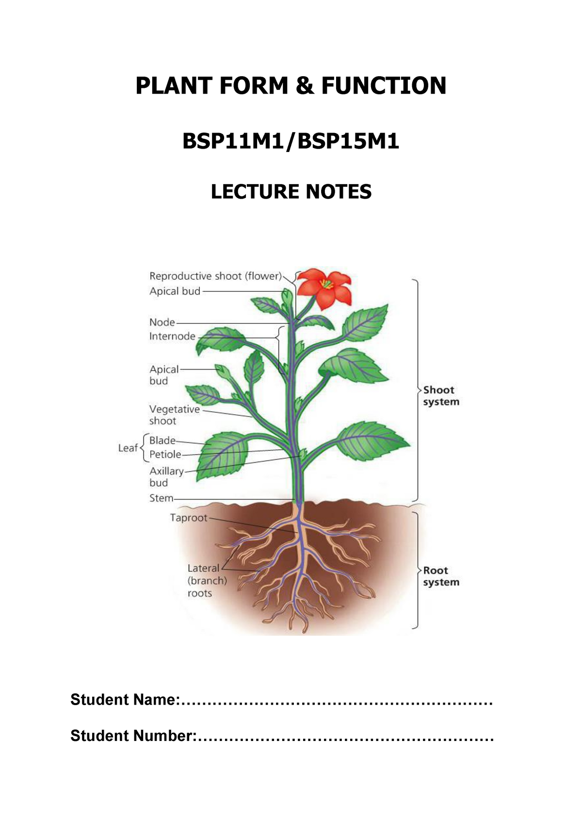 plant form and function        
        <figure class=