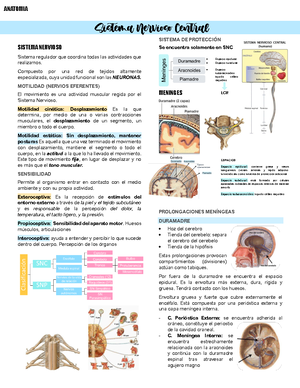 Solemne 3 Morfologia - SOLEMNE 3 MORF Q14- SELECCIÓN ÚNICA. (1 punto ...