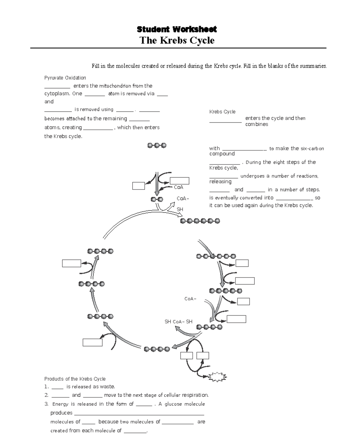 Krebs cycle learning activities Student Worksheet The Krebs Cycle