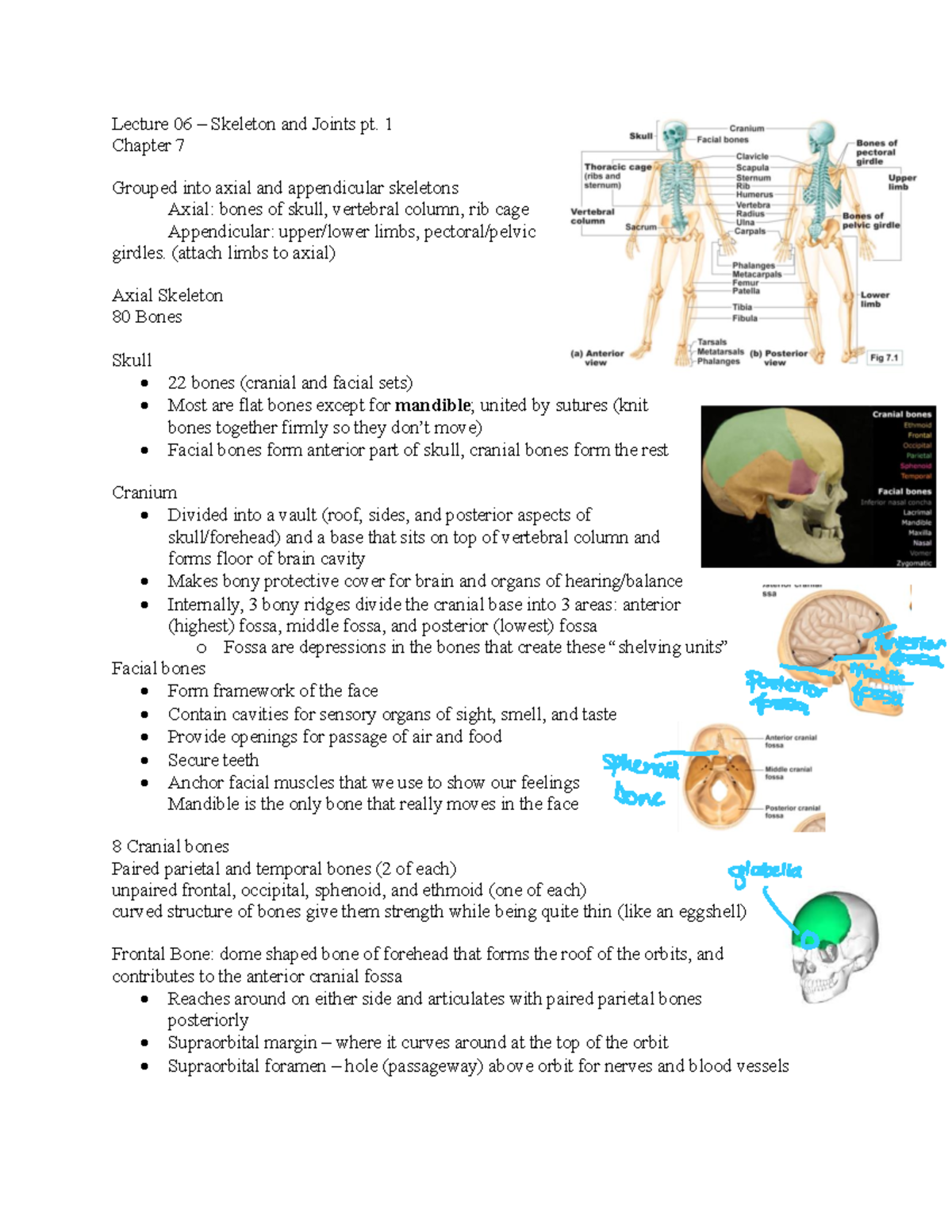 Lecture 06 - Lecture 06 – Skeleton and Joints pt. 1 Chapter 7 Grouped ...