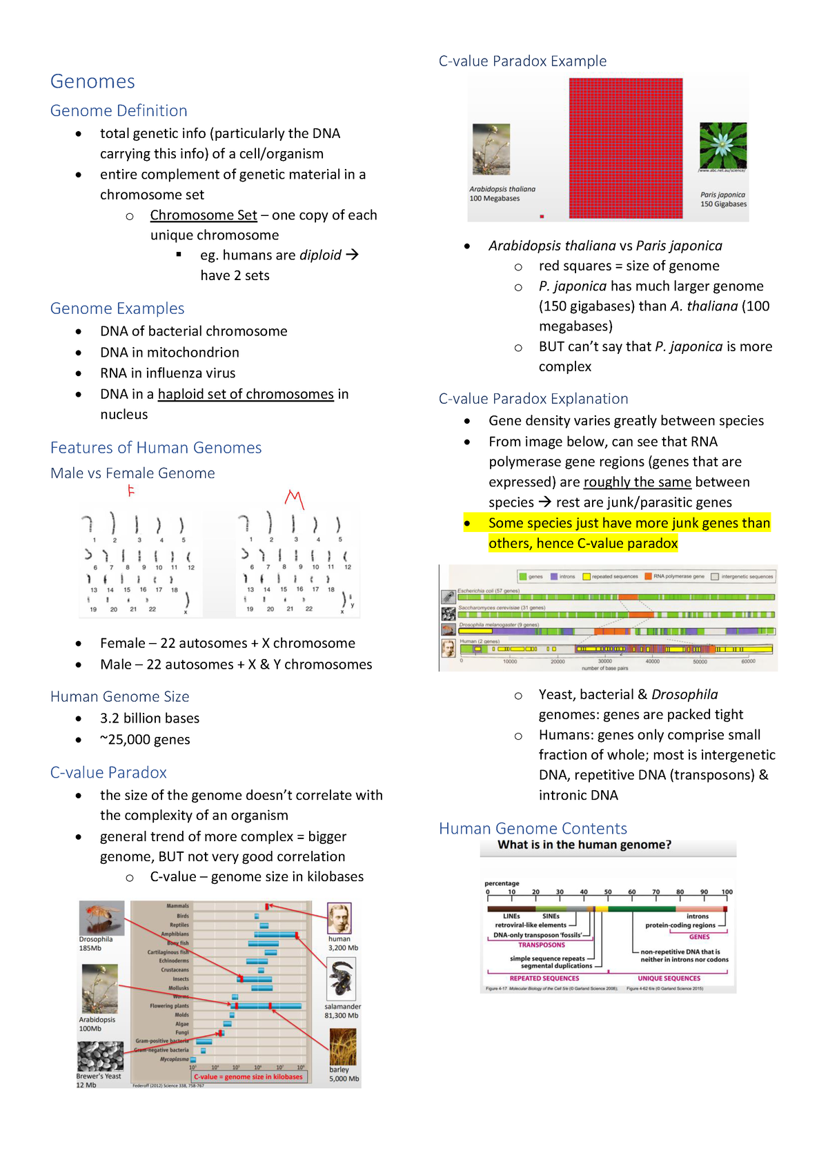 Genetics Master Doc - Genomes Genome Definition total genetic info ...