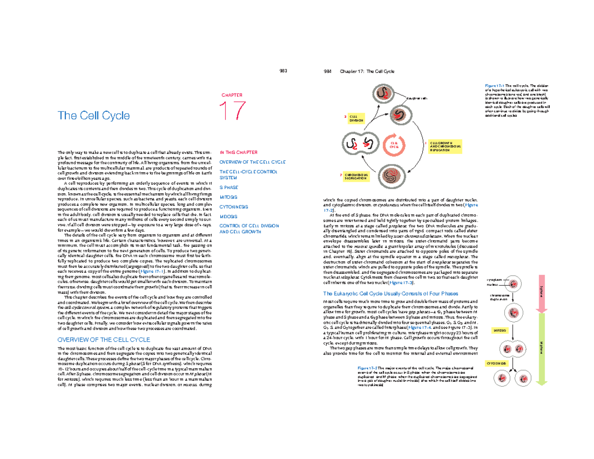 lectura-ciclo-y-apoptosis-963-the-only-way-to-make-a-new-cell-is-to-duplicate-a-cell-that