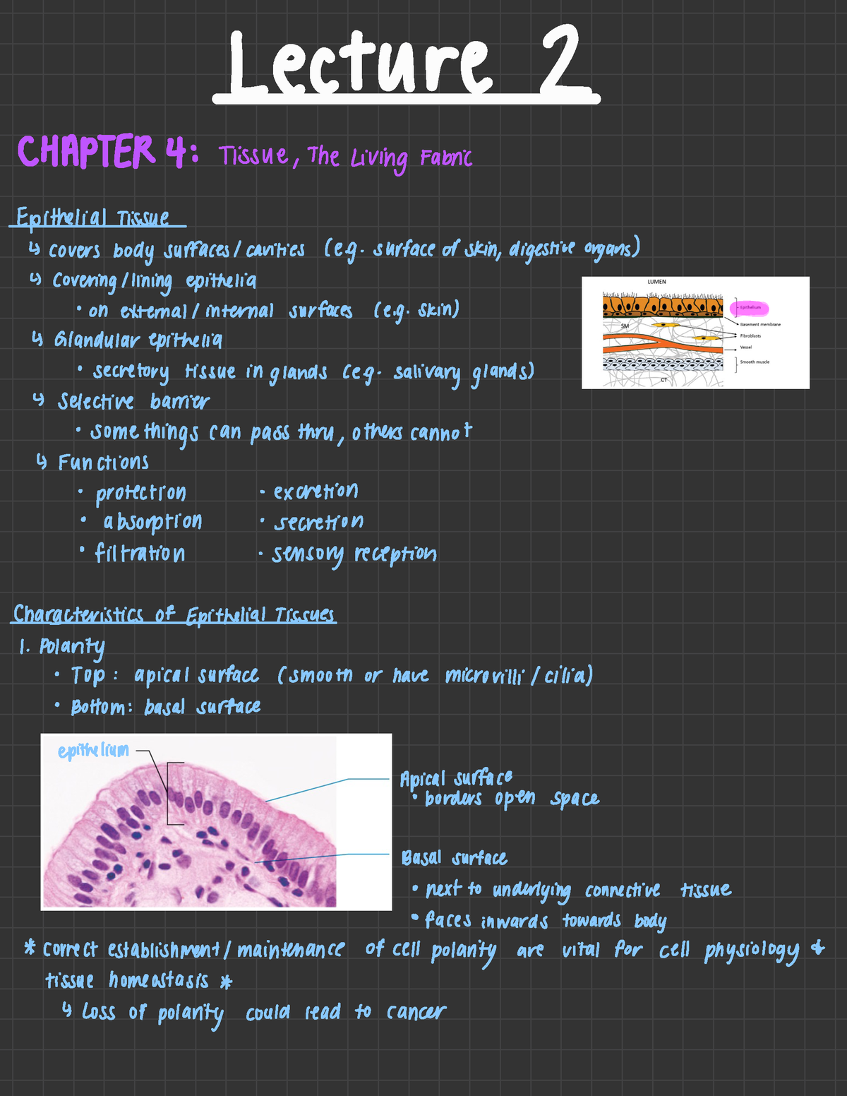 Lecture 2 ANP 1105 - Lecture 2 CHAPTER 4 : Tissue , The Living Fabric ...