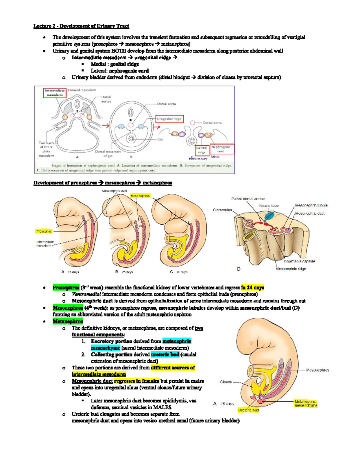 Development Of Urinary Tract - Studocu