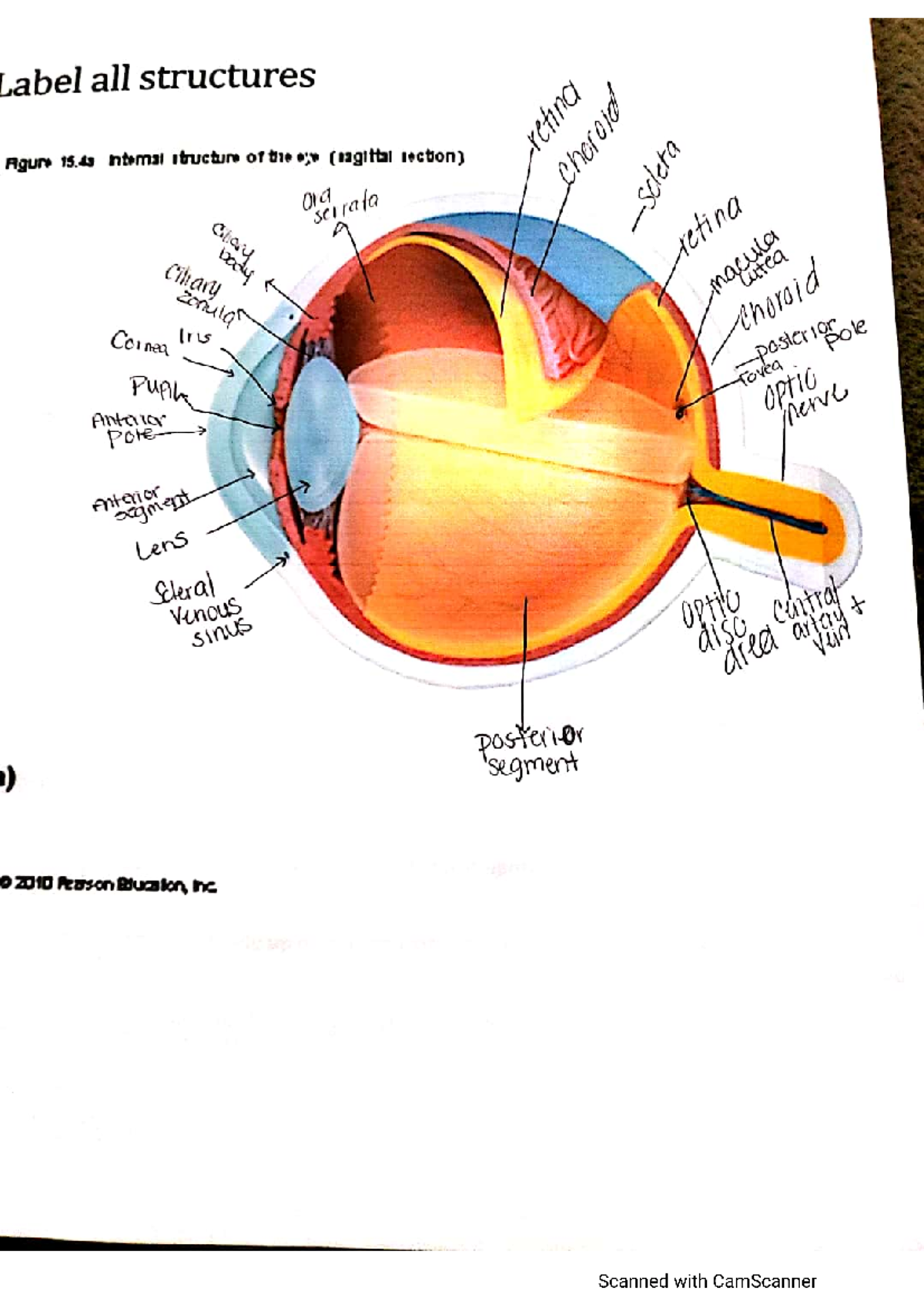 Eye - pig eye - BIOL 1011K - Studocu