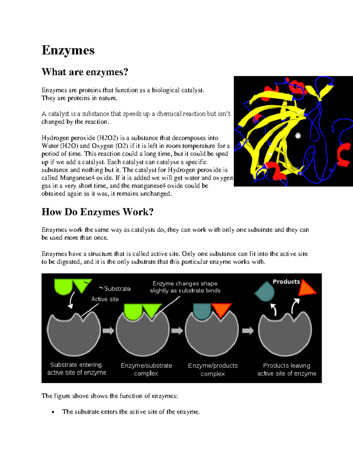 Enzymes Notes - Enzymes What Are Enzymes? Enzymes Are Proteins That ...