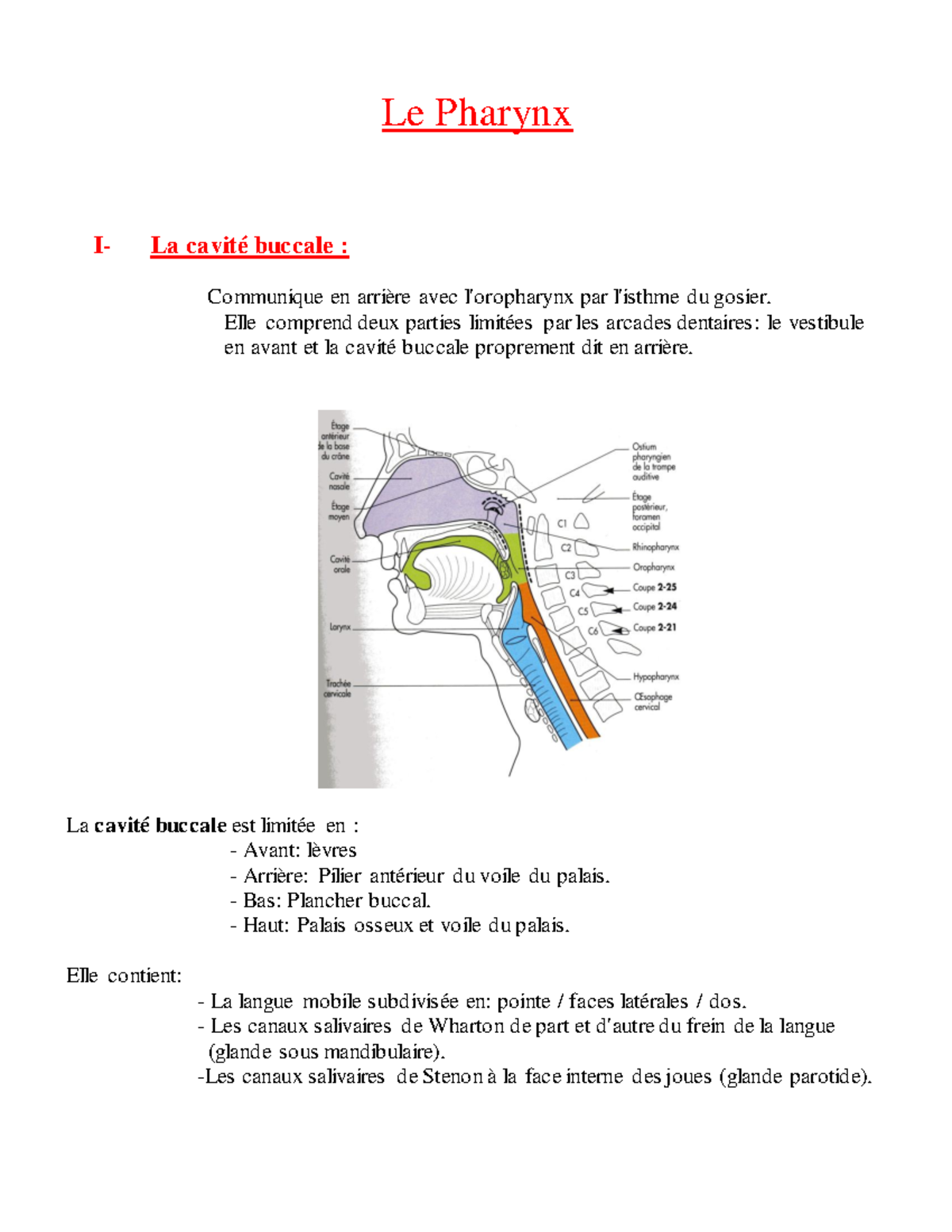 Anatomie du Pharynx - Le Pharynx I- La cavité buccale : Communique en ...