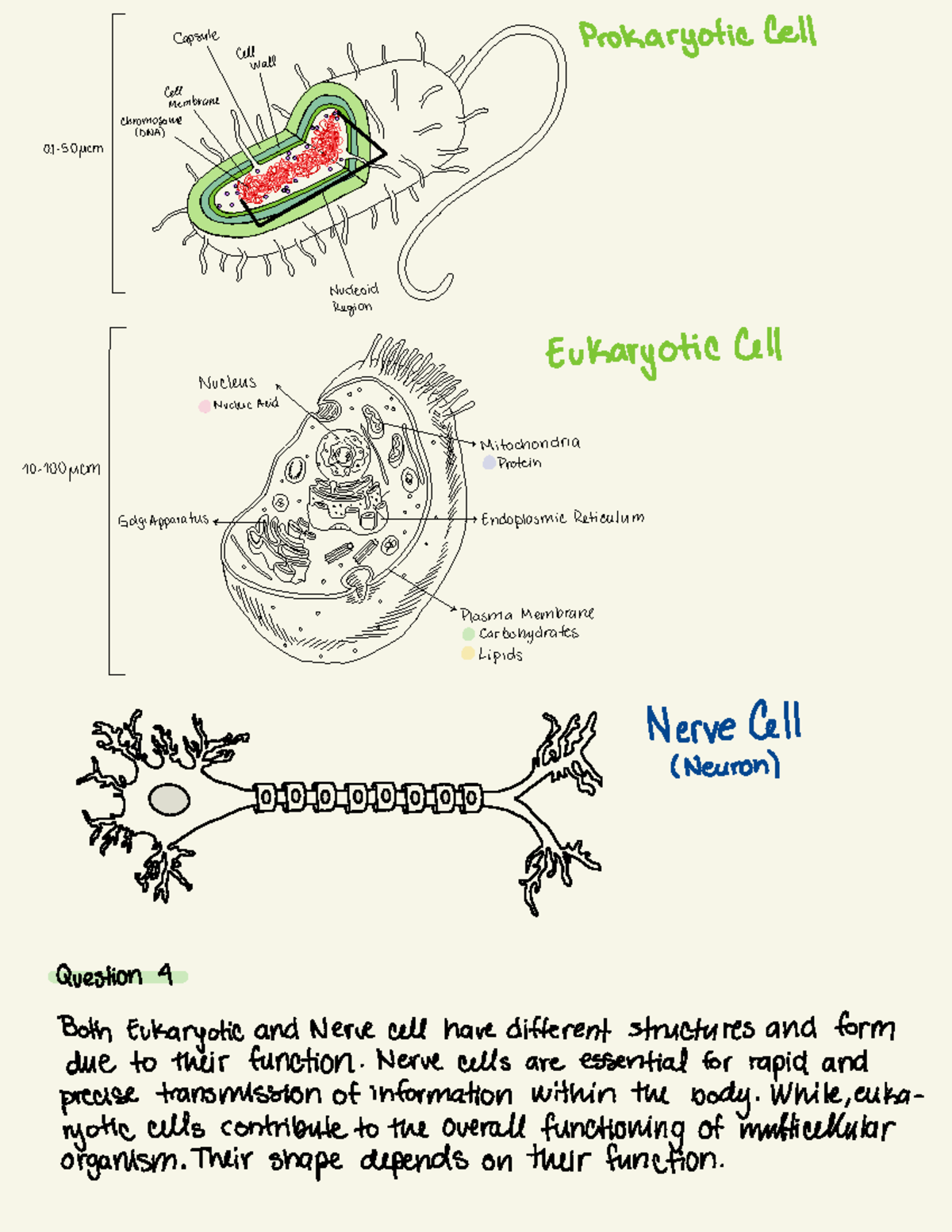 Draw To Learn #2 - Capsule cell wall Prokaryotic Cell & 01-5. 0Mcm ...