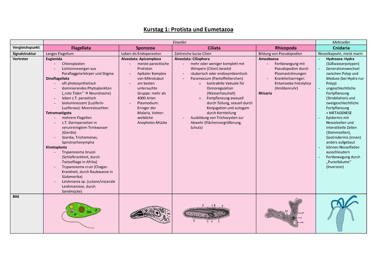 Kurstag 1 Zusammenfassung b Kurstag Protista Und Und Luziferinluziferase Studocu