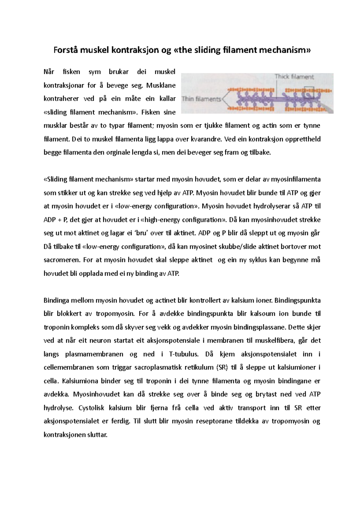 samandrag-sliding-filament-mechanism-forst-muskel-kontraksjon-og