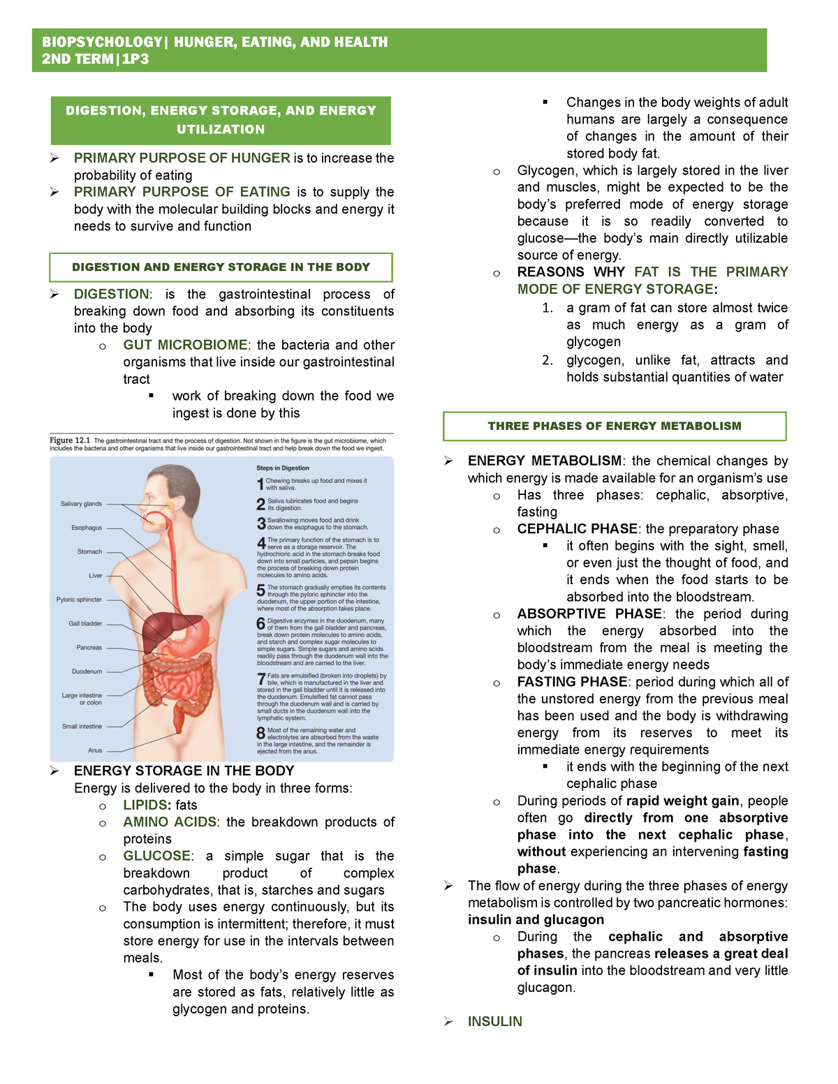 BIO CH12 - bio chapter 12 - 2ND TERM|1P DIGESTION, ENERGY STORAGE, AND ...