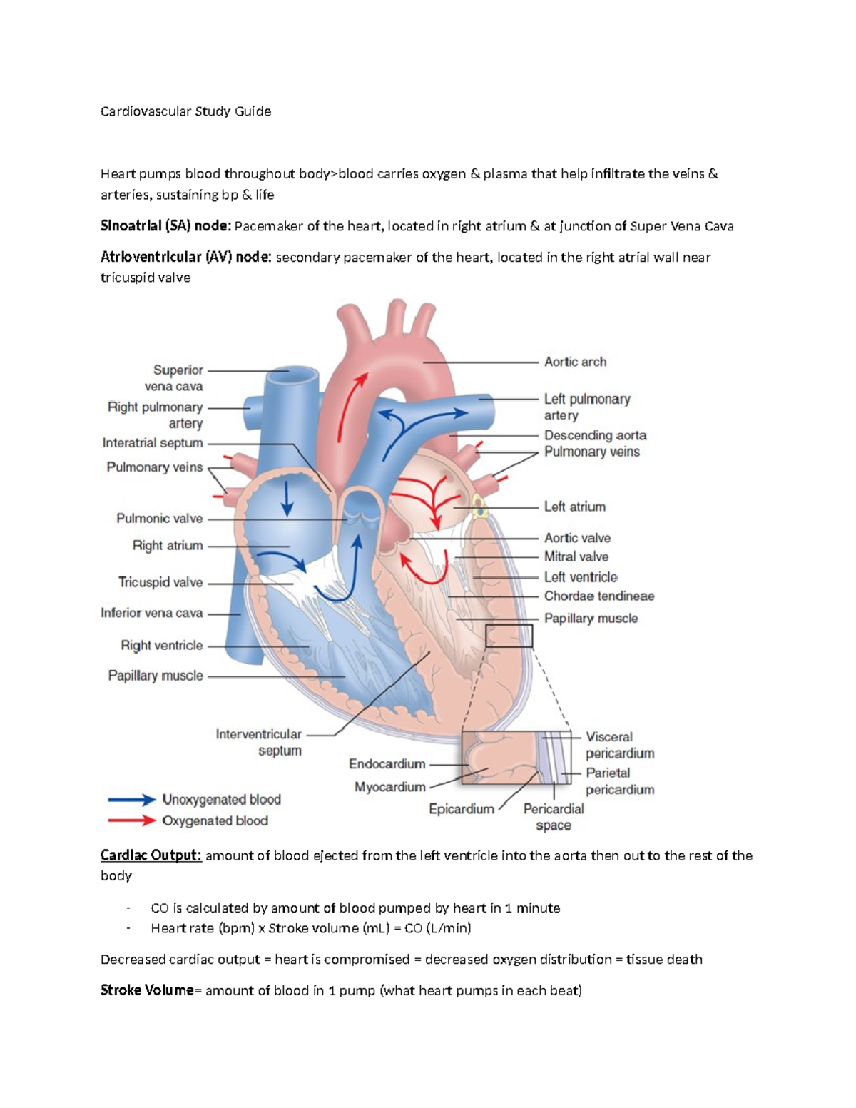 Cardiovascular Study Guide - Cardiovascular Study Guide Heart pumps ...