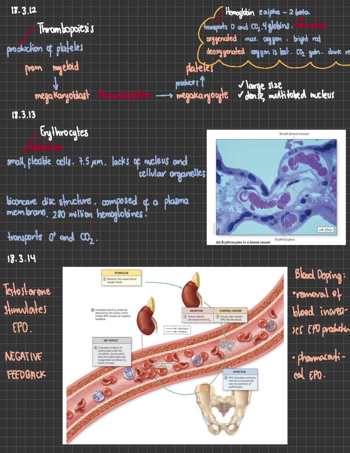 Chapter 18 - Cardiovascular System: Blood - 18. / Hemoglobin 2 Alpha -2 ...