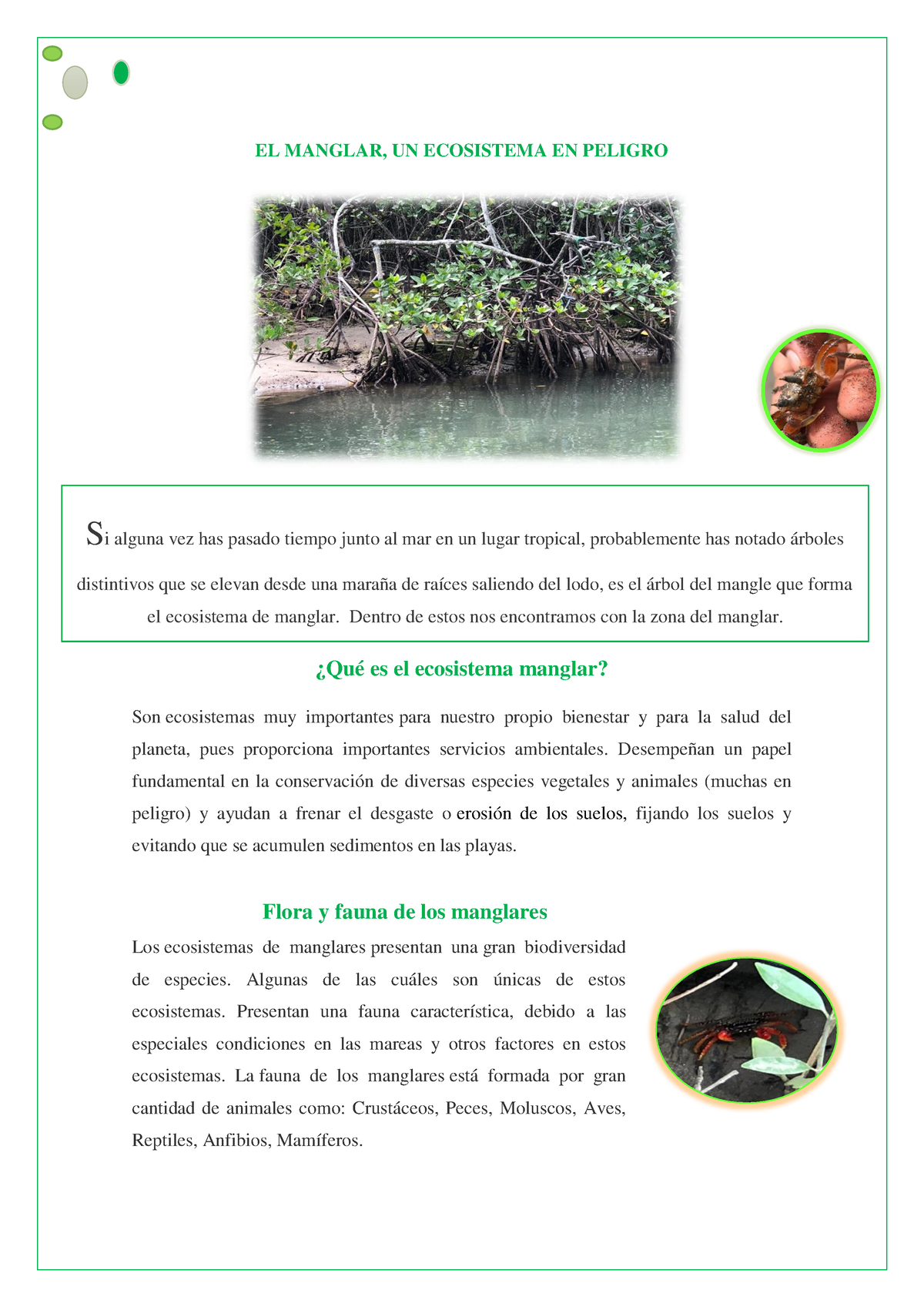 Material Bibliografico Sobre Manglar - EL MANGLAR, UN ECOSISTEMA EN ...