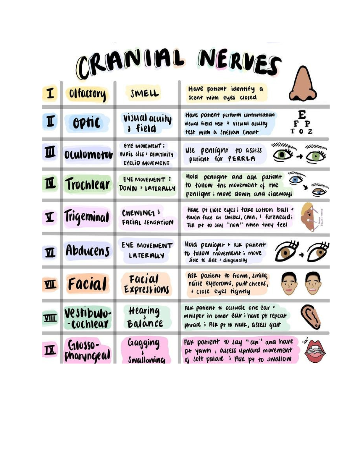 Cranial Nerves - Info on hw must do - GLY 1010 - Studocu