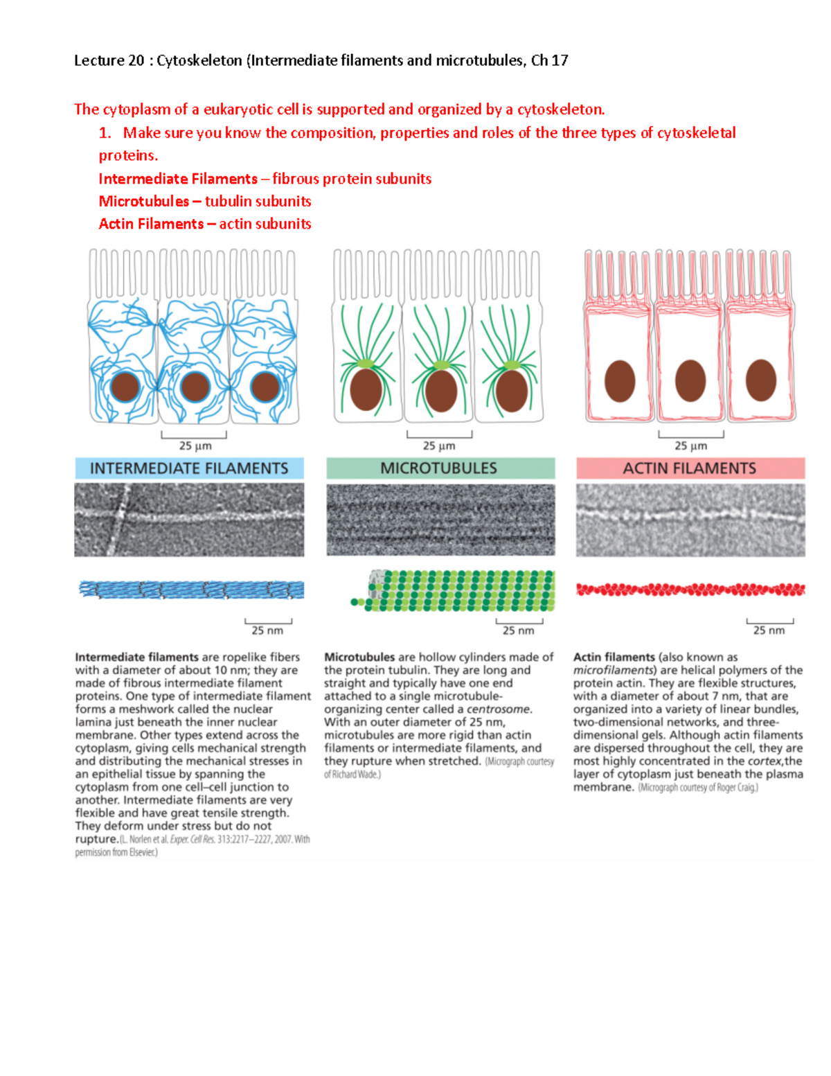 The Cytoskeleton Quizlet - ugwael1