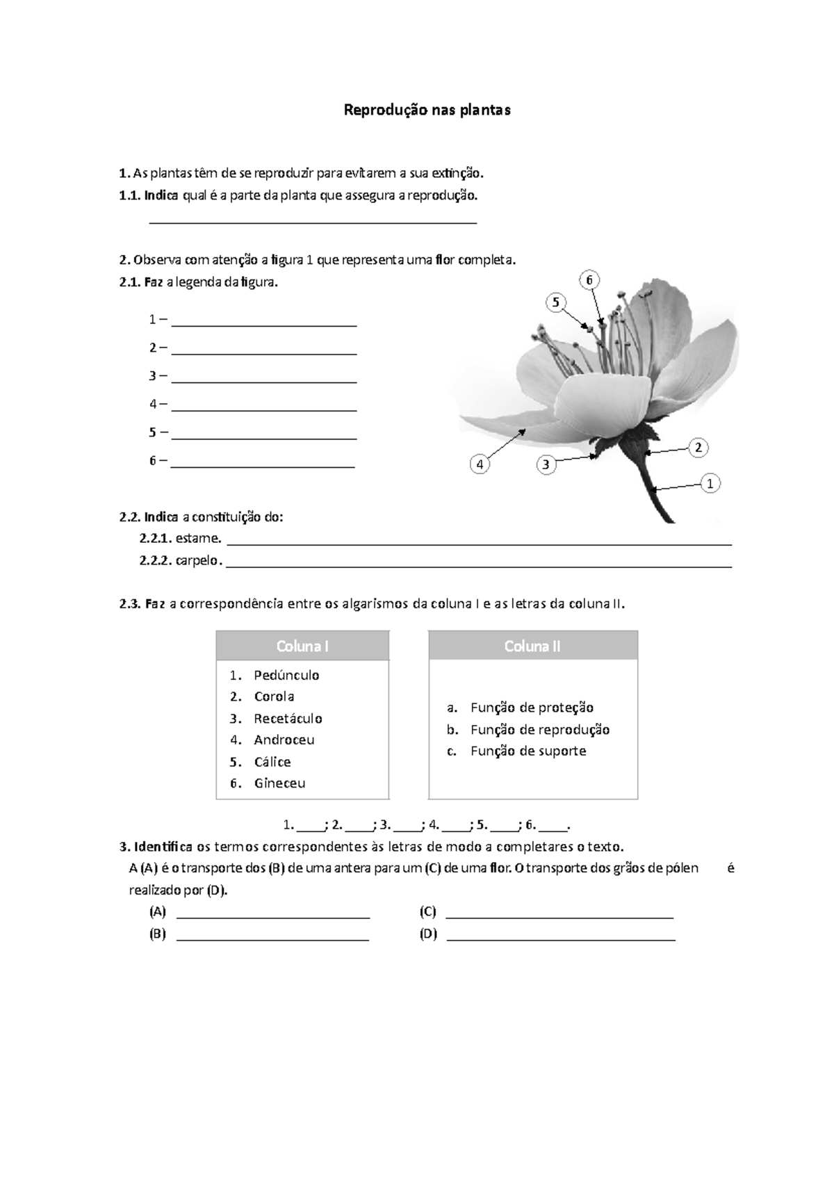 Ficha Ciencias 6 Ano Reproducao Nas Plantas 1 2 4 3 5 6 Reprodução Nas Plantas 1 As Plantas 4930