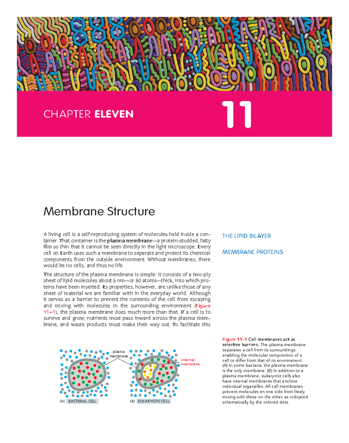 Cell membrane structure - THE LIPID BILAYER MEMBRANE PROTEINS A living ...