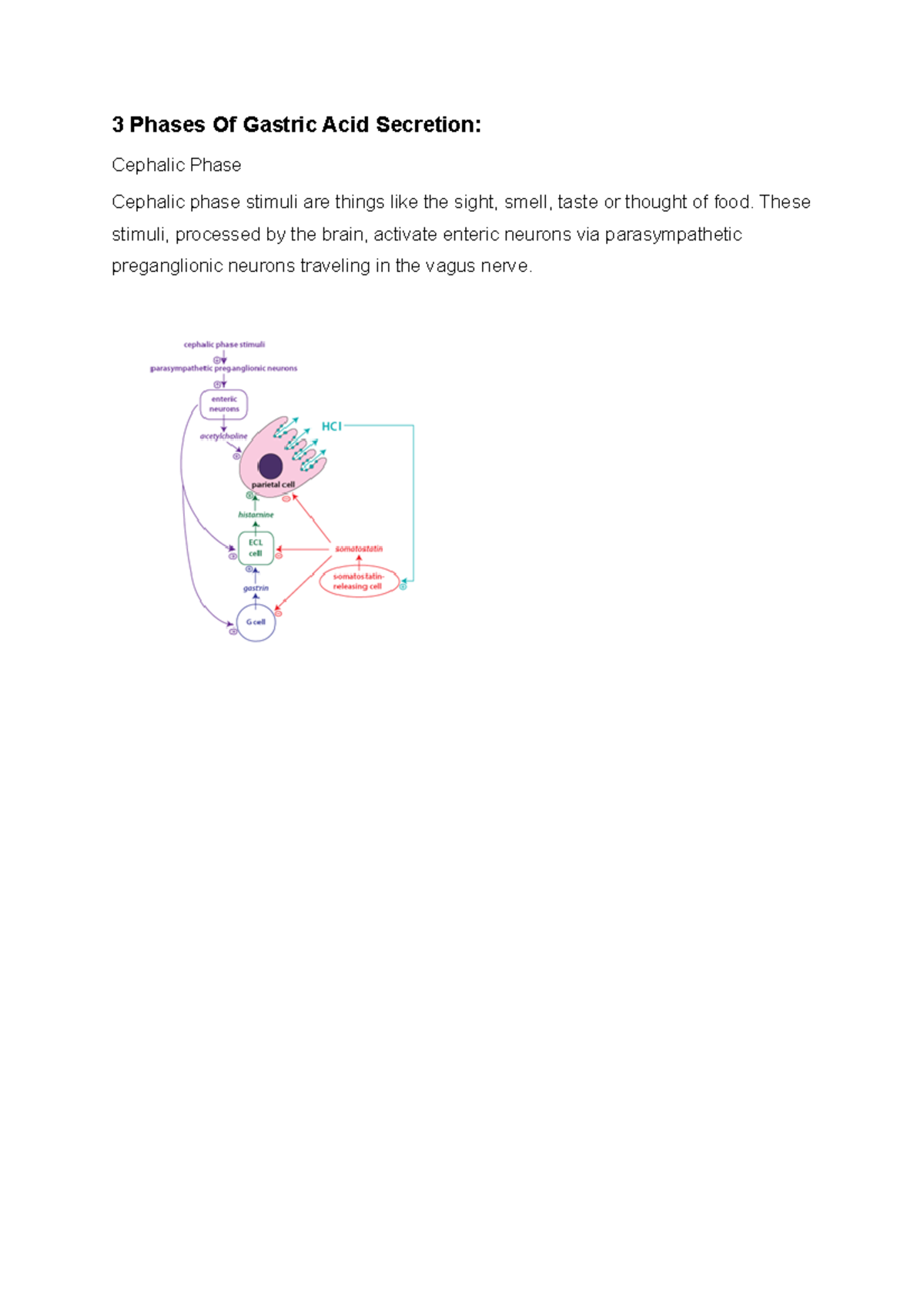 the-gastric-phase-of-the-integrated-response-to-a-meal-berne-and-levy