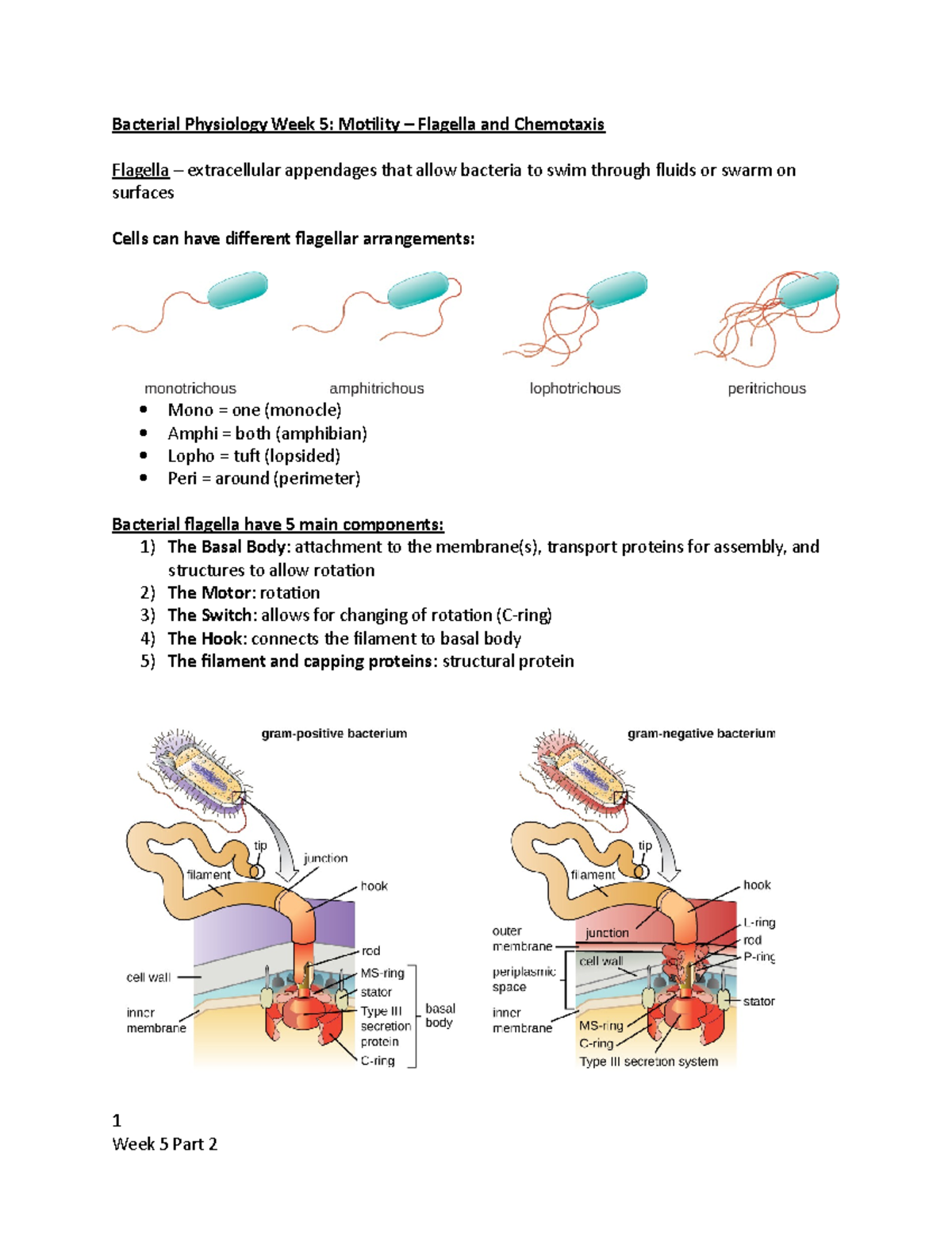 Bac Phys Week 5 Part 2 Lecture Notes - Bacterial Physiology Week 5 ...