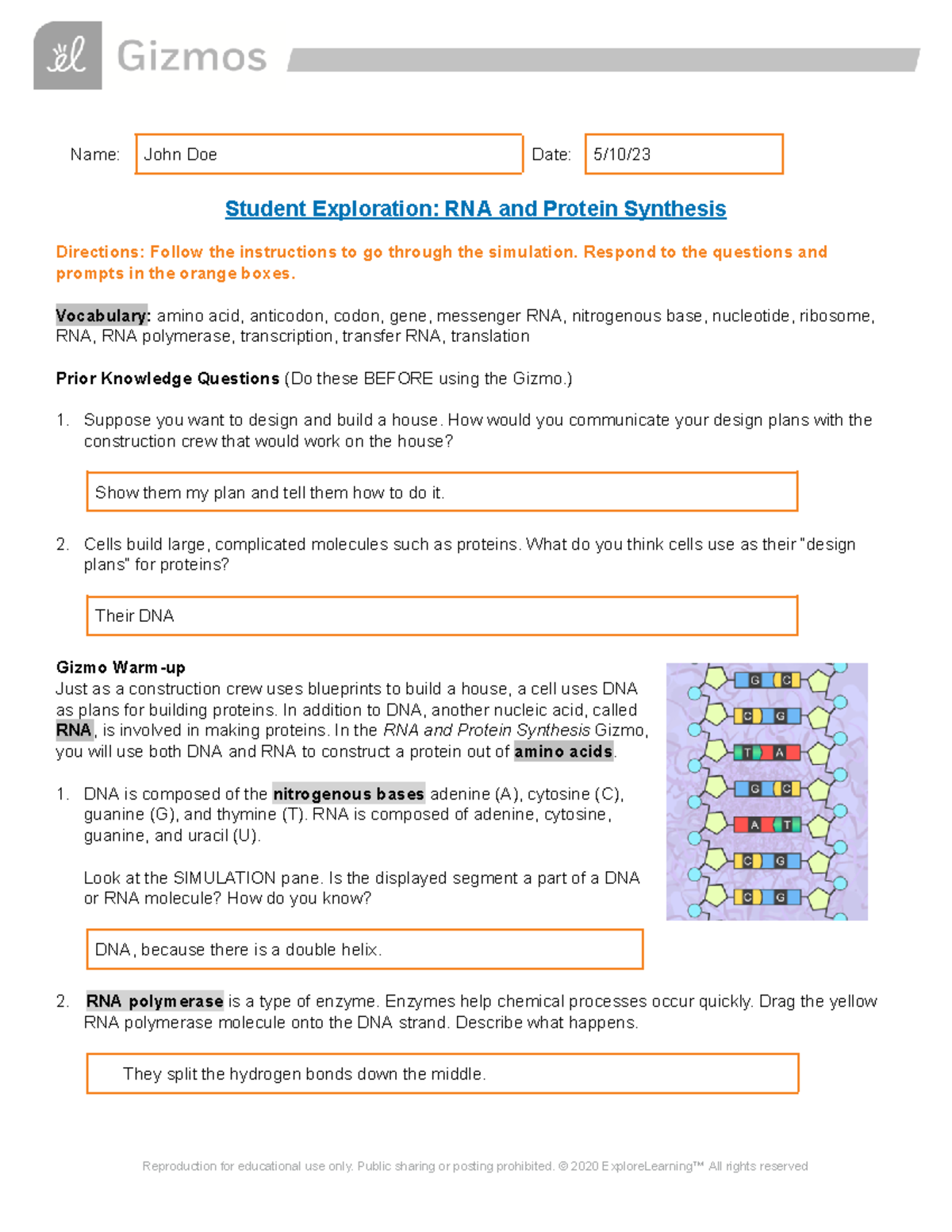 Protein Synthesis Gizmo - Name: John Doe Date: 5/10/ Student ...