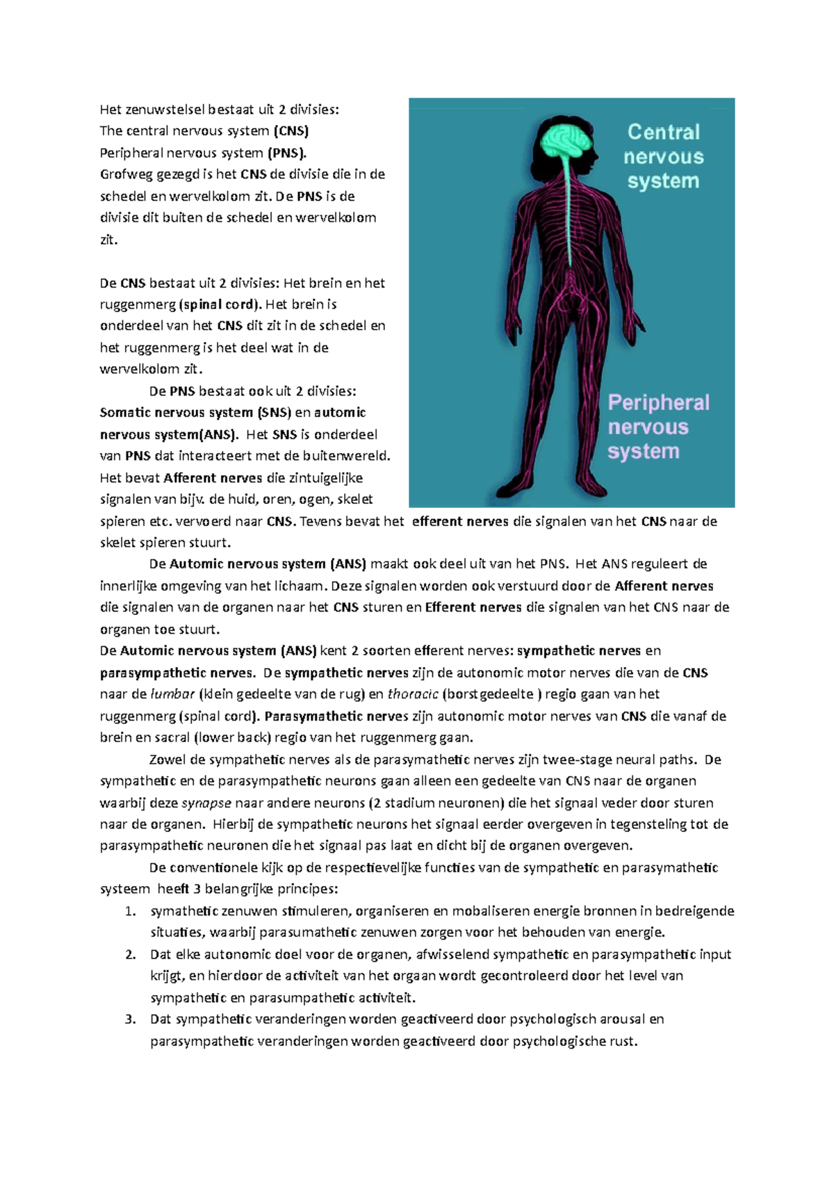Hoofdstuk 3 Samenvatting (b) - Het Zenuwstelsel Bestaat Uit 2 Divisies ...