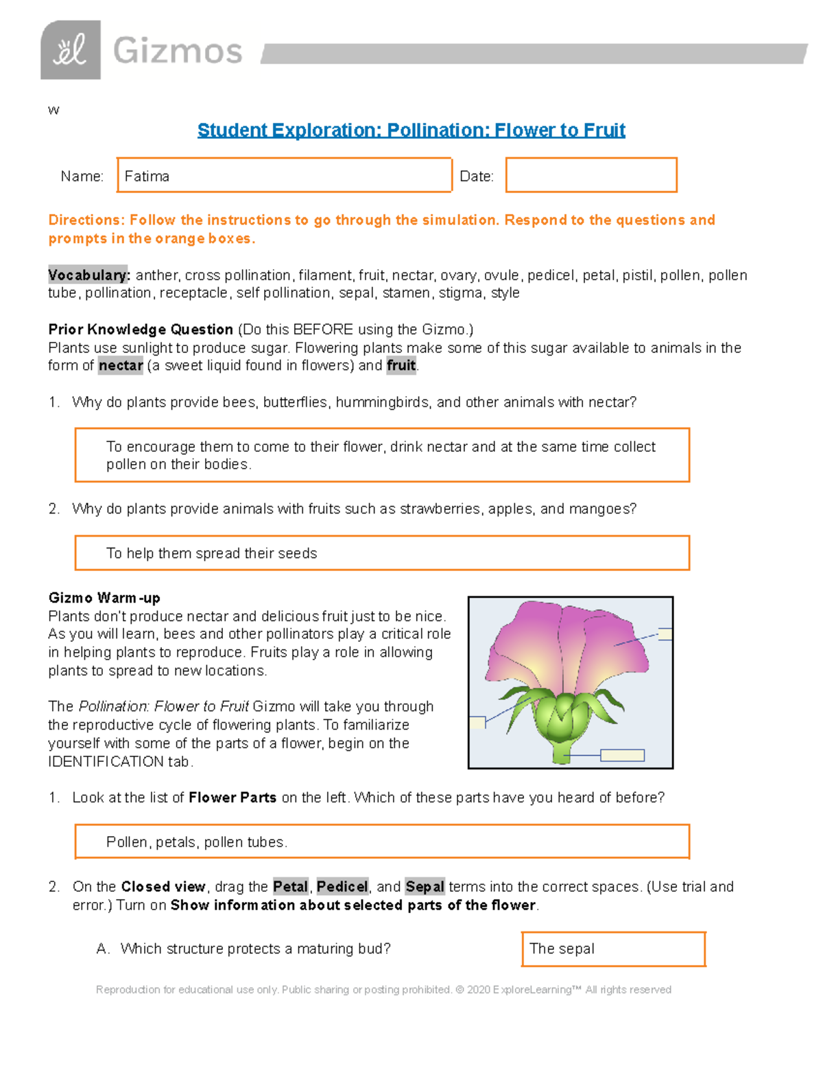 Gizmos Pollination Flower Fruit SE w Student Exploration Pollination