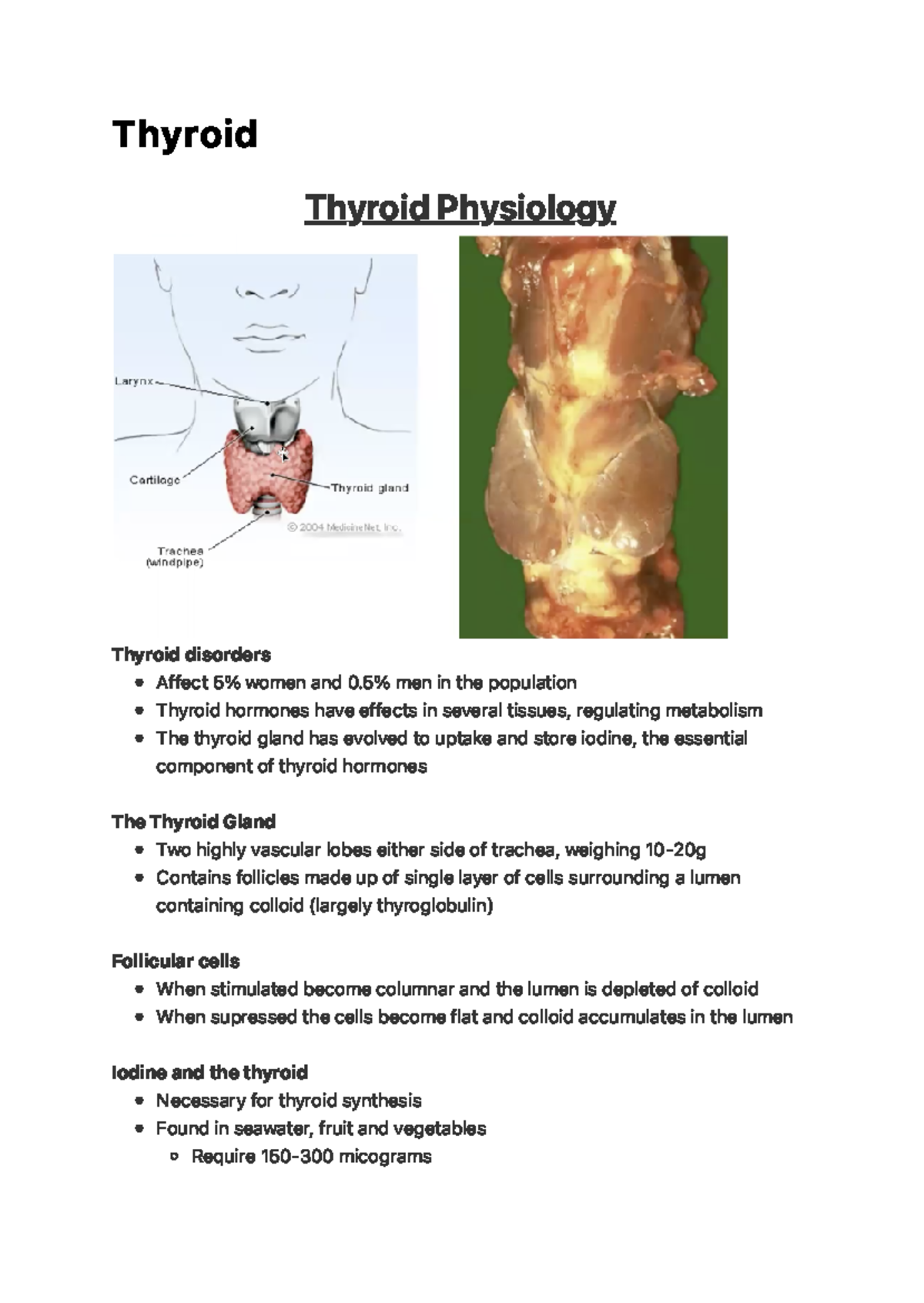 Thyroid - 5 % men in the population Thyroid hormones have effects in ...