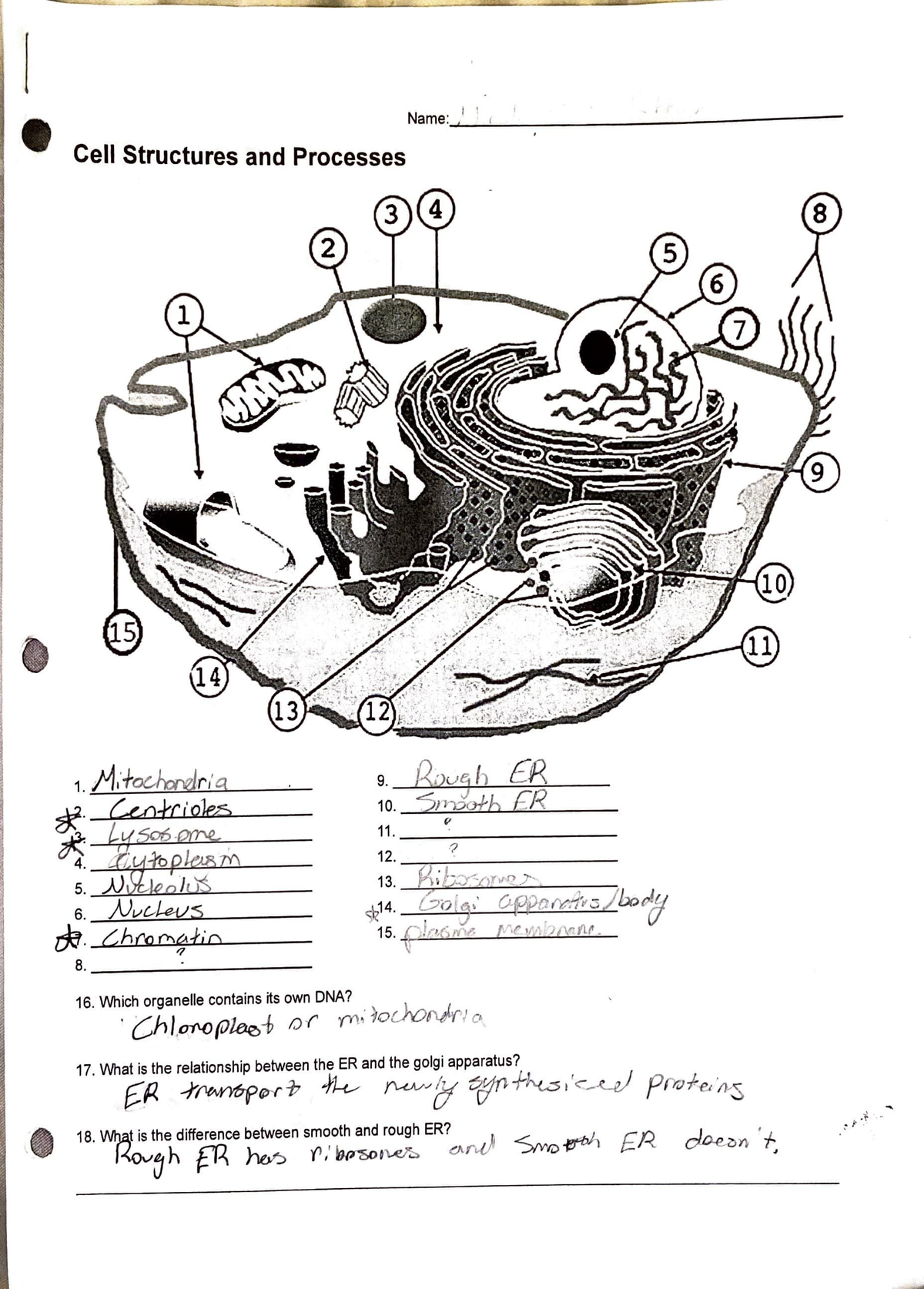 Cell structures and processes - I • Cell Structures and Processes Name ...