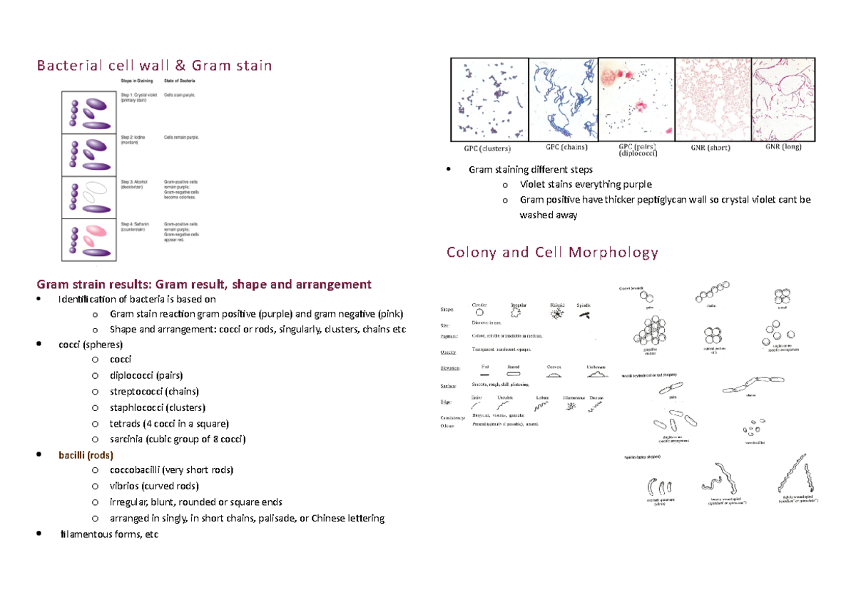 Practical notes - Bacterial cell wall & Gram stain Gram staining ...