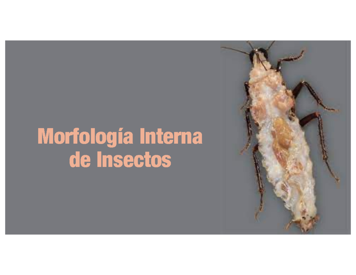 Clase 4-Morfología Interna de Insectos - Morfología Interna de Insectos ...