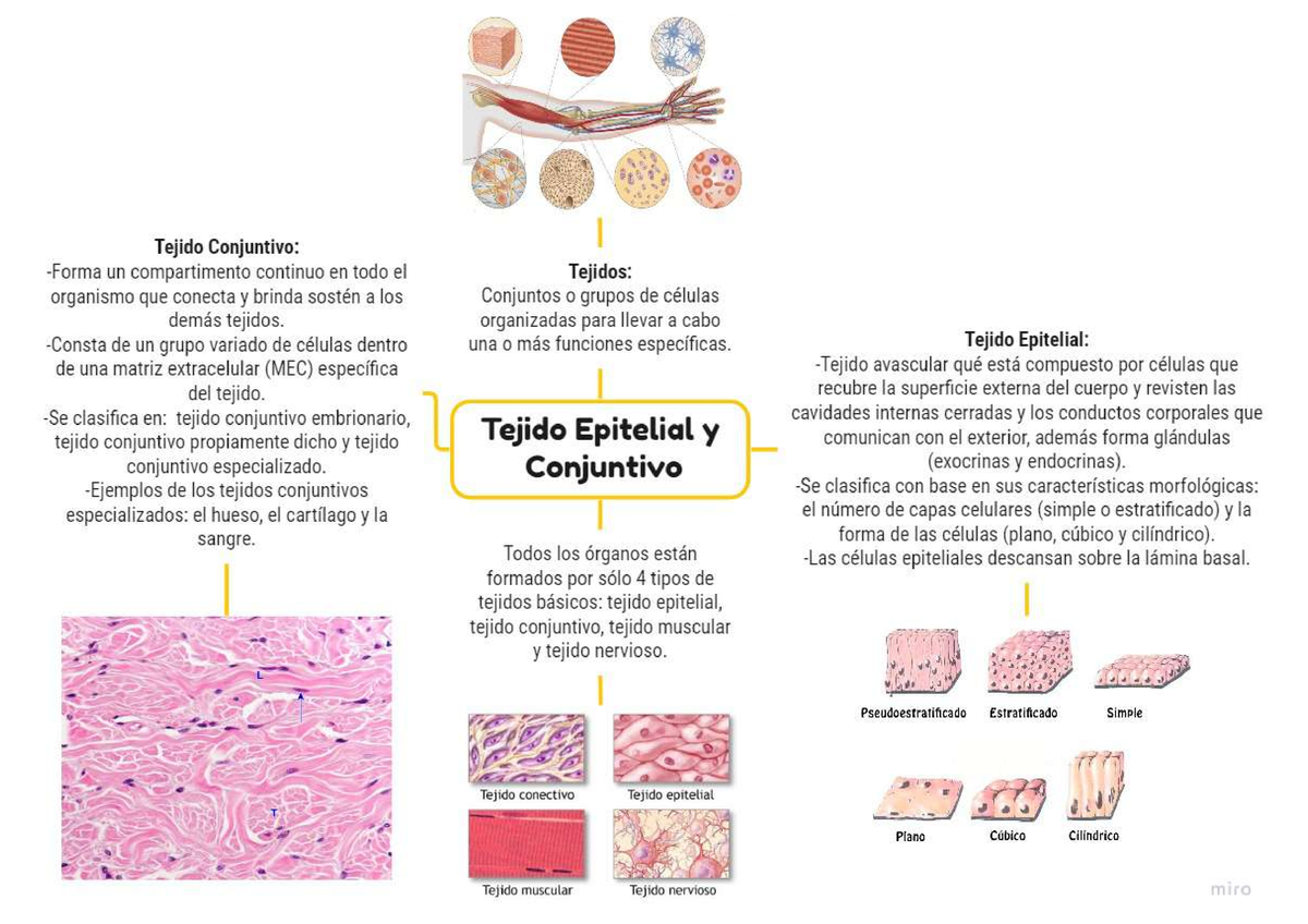 Tejidos Epitelial Y Conjuntivo Mapa Mental Histologia Studocu